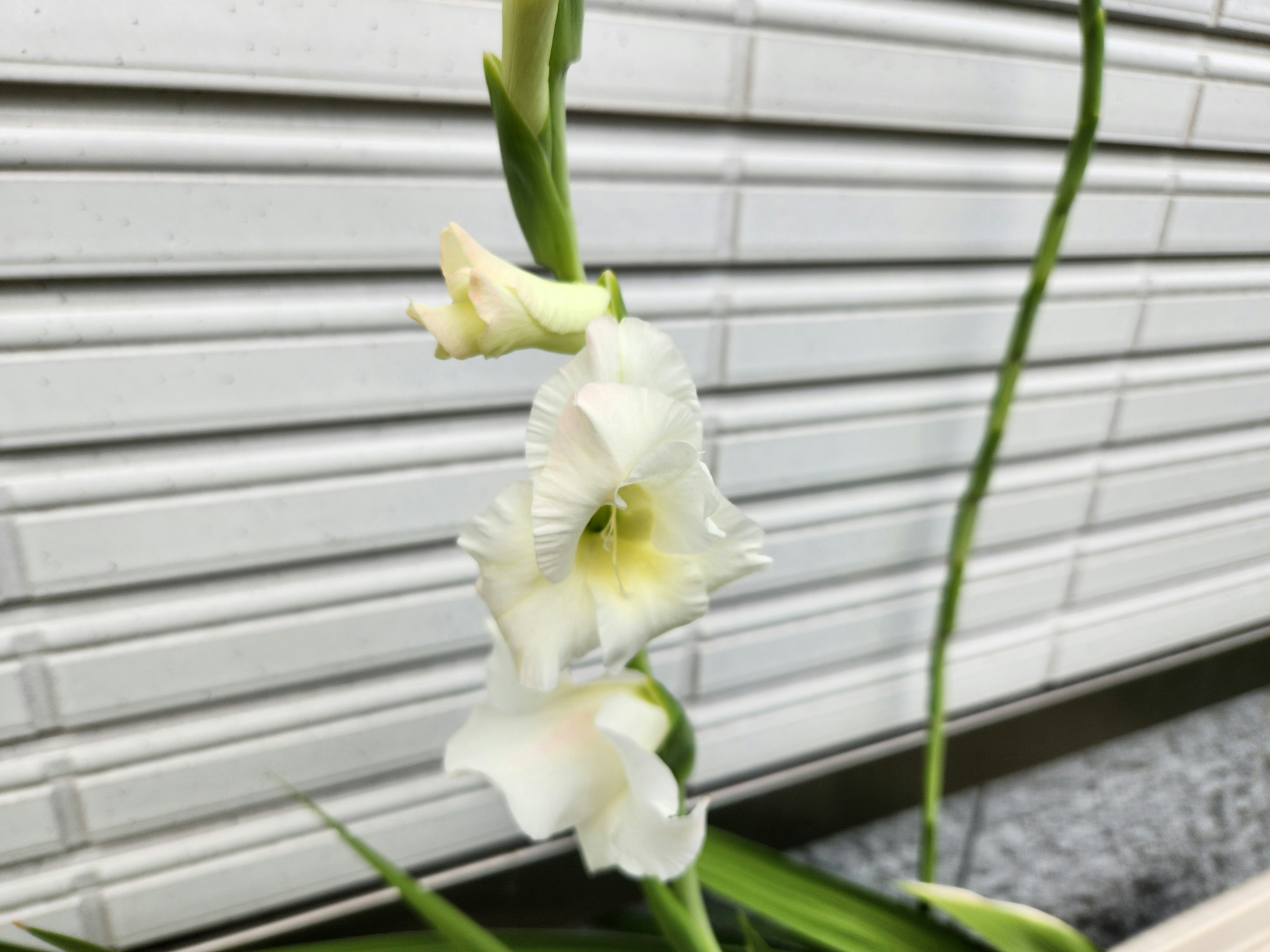 Weiße Gladiolenblüten und -knospen zusammen angeordnet