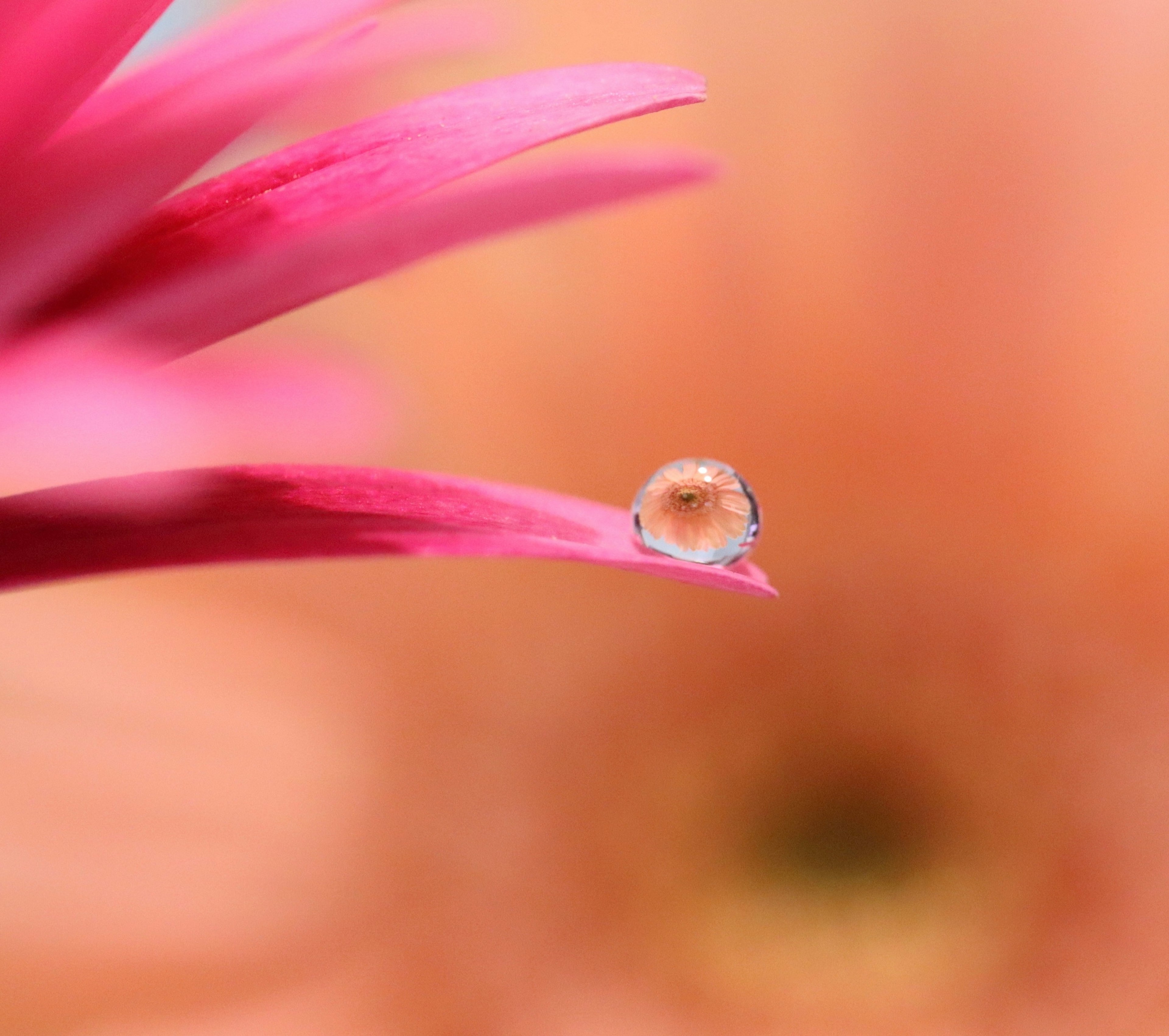 ピンクの花びらの先端に水滴があるマクロ写真 背景は柔らかいオレンジ色