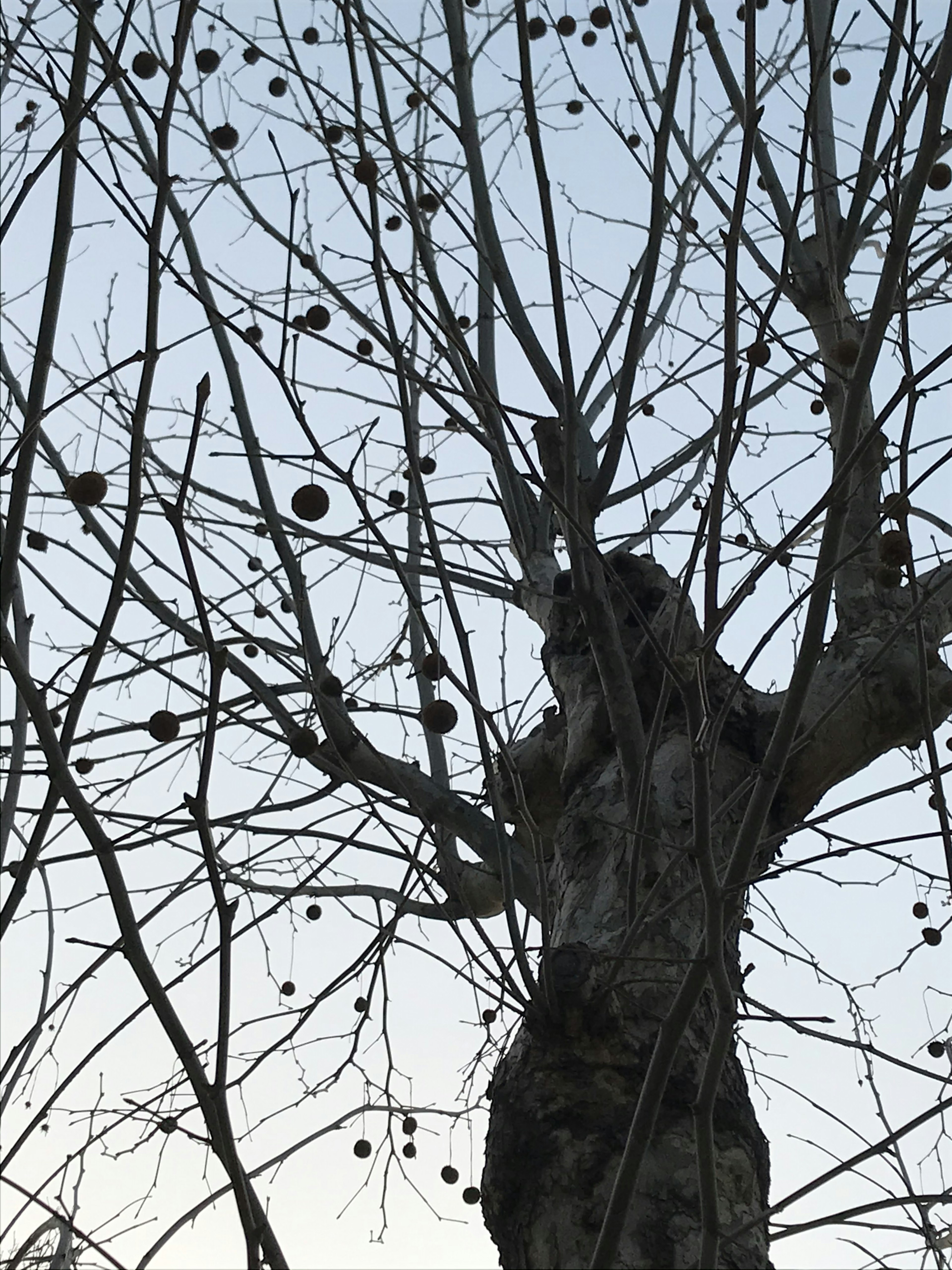 A winter tree with bare branches reaching towards the sky fruit remnants visible