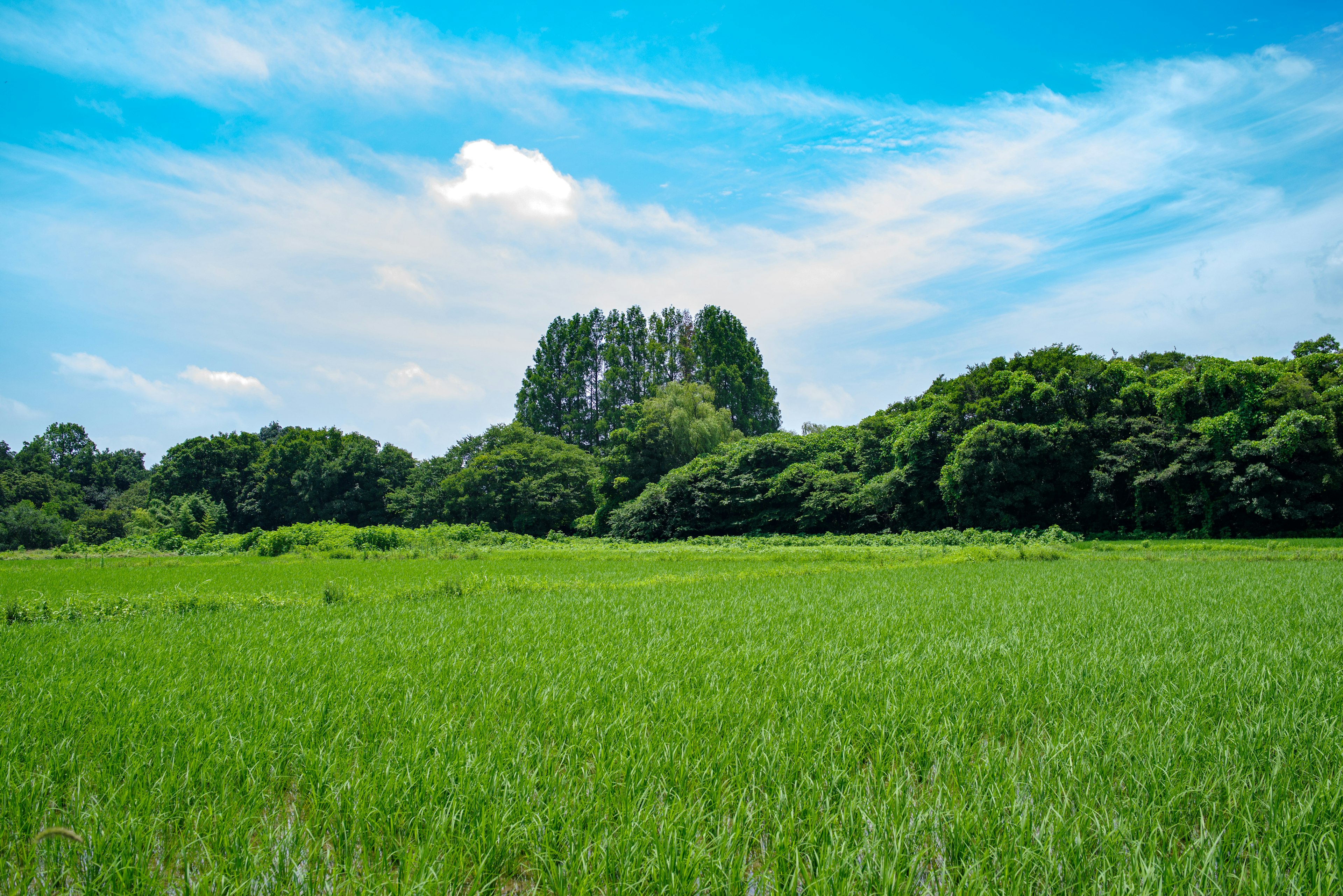 Lush green rice field under a clear blue sky with trees in the background