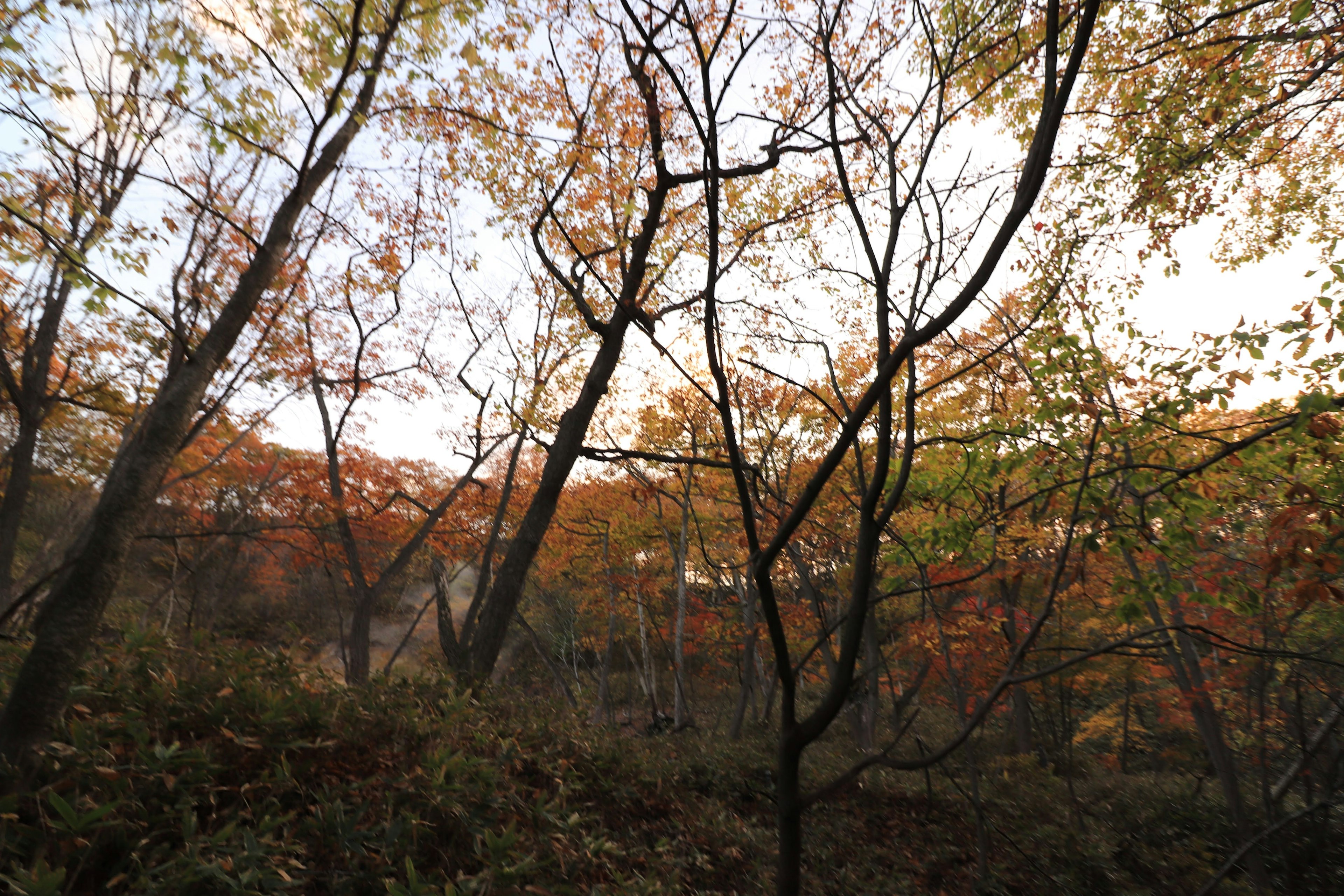 Scenic view of trees with autumn foliage