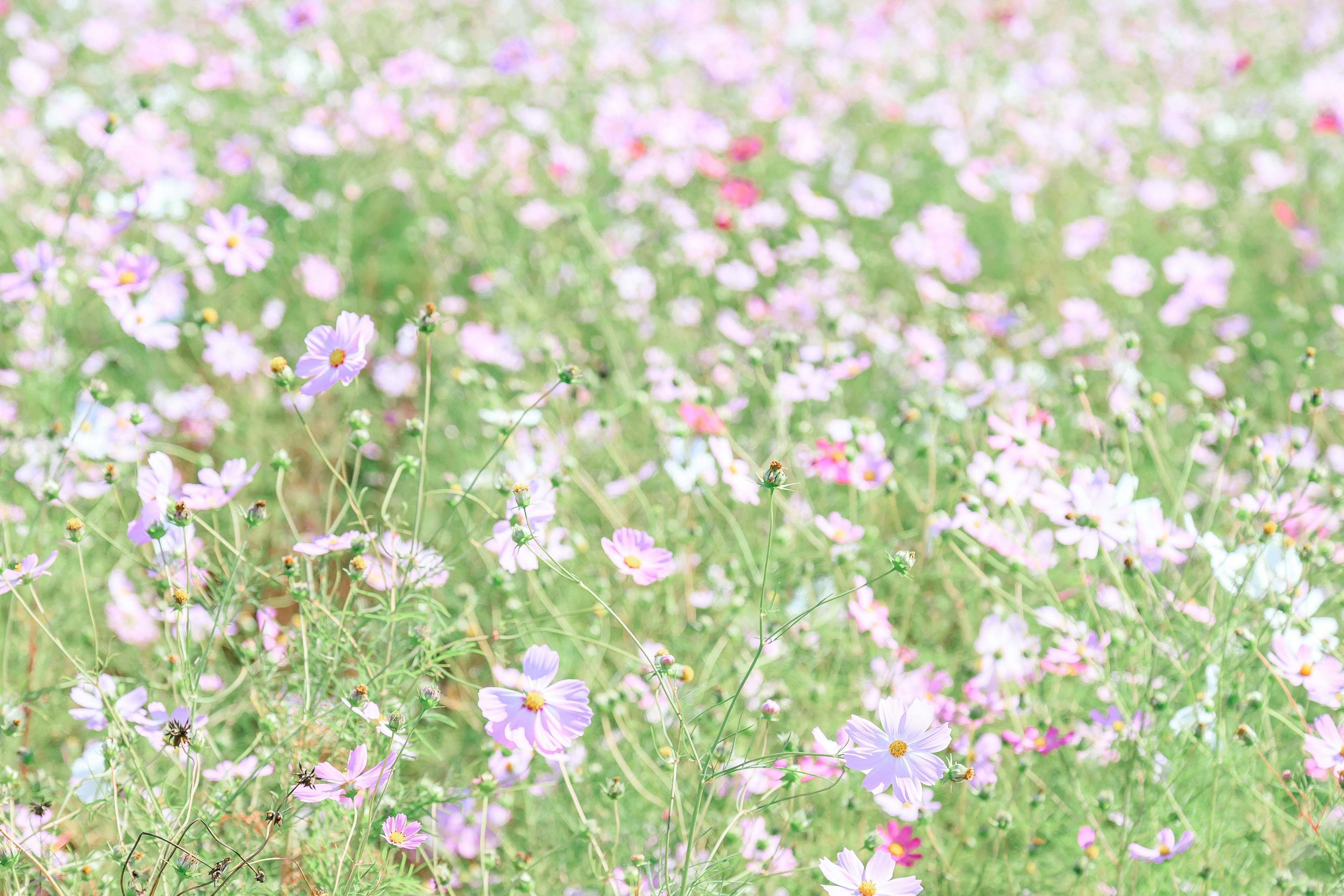 Un campo de flores coloridas en plena floración