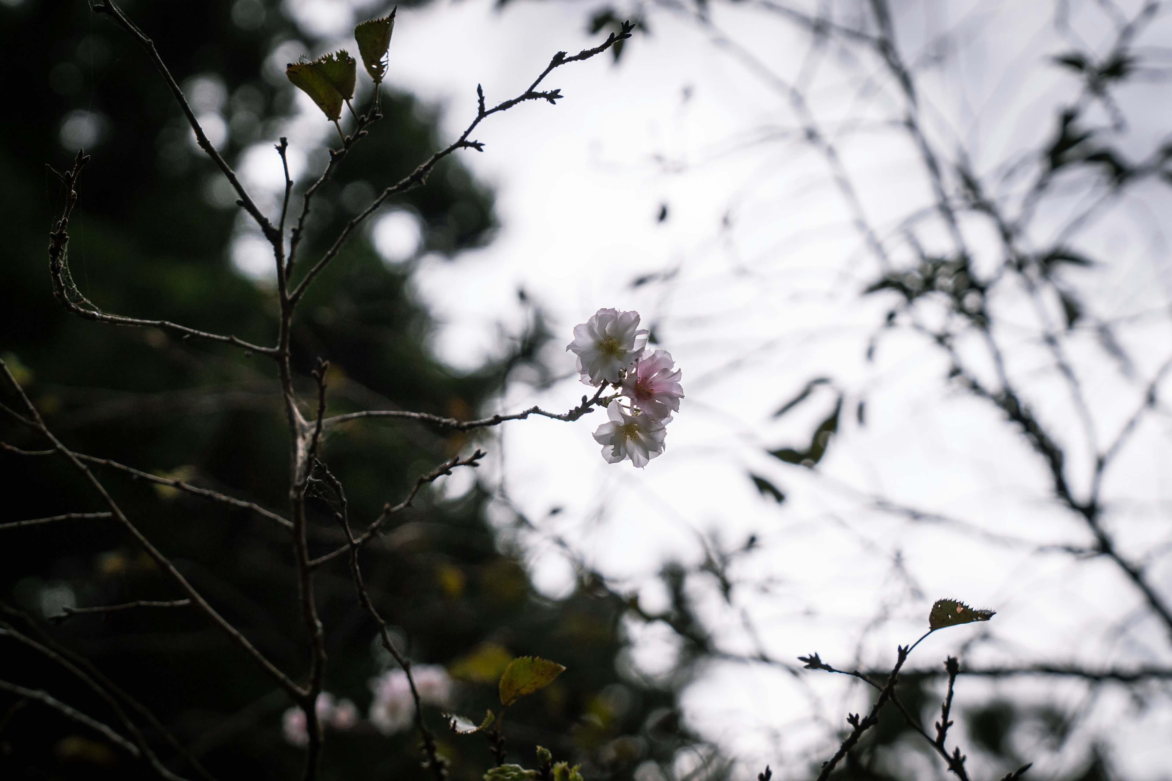 Fiori rosa che sbocciano su rami spogli su uno sfondo scuro