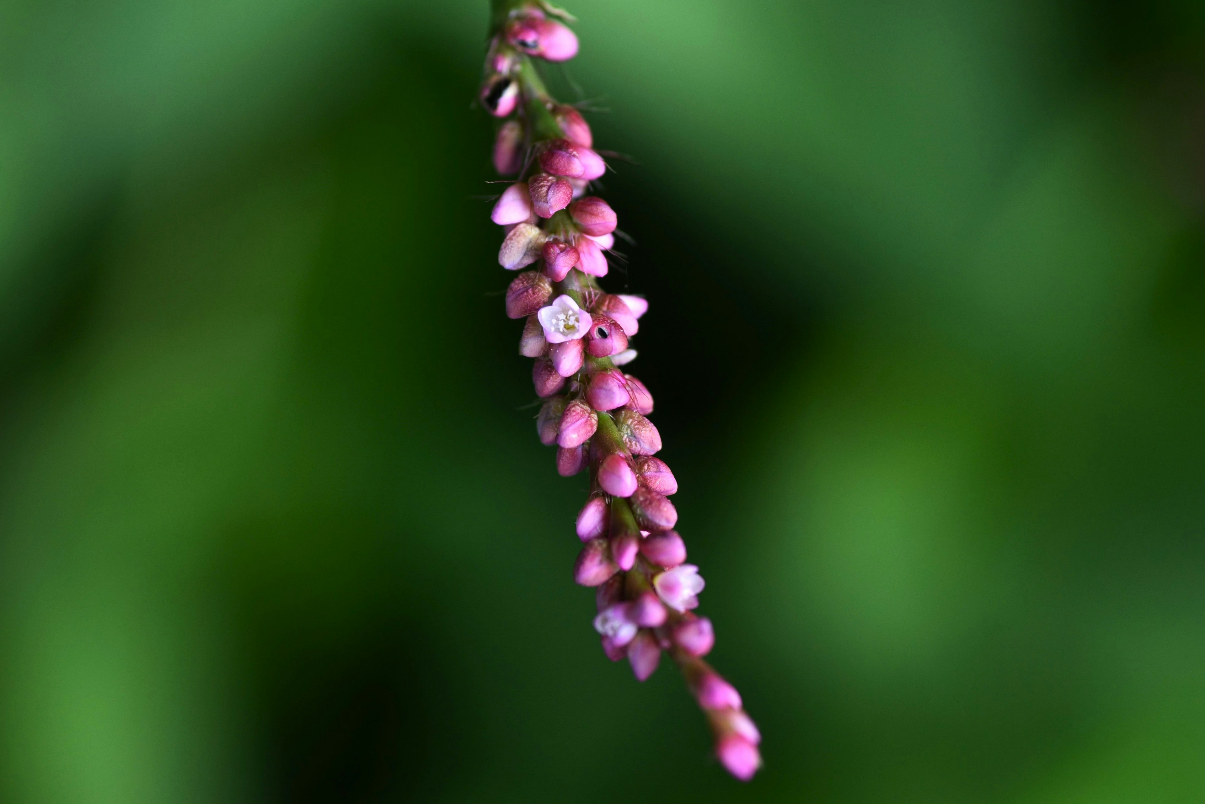 Delicate pink flowers hanging against a green background