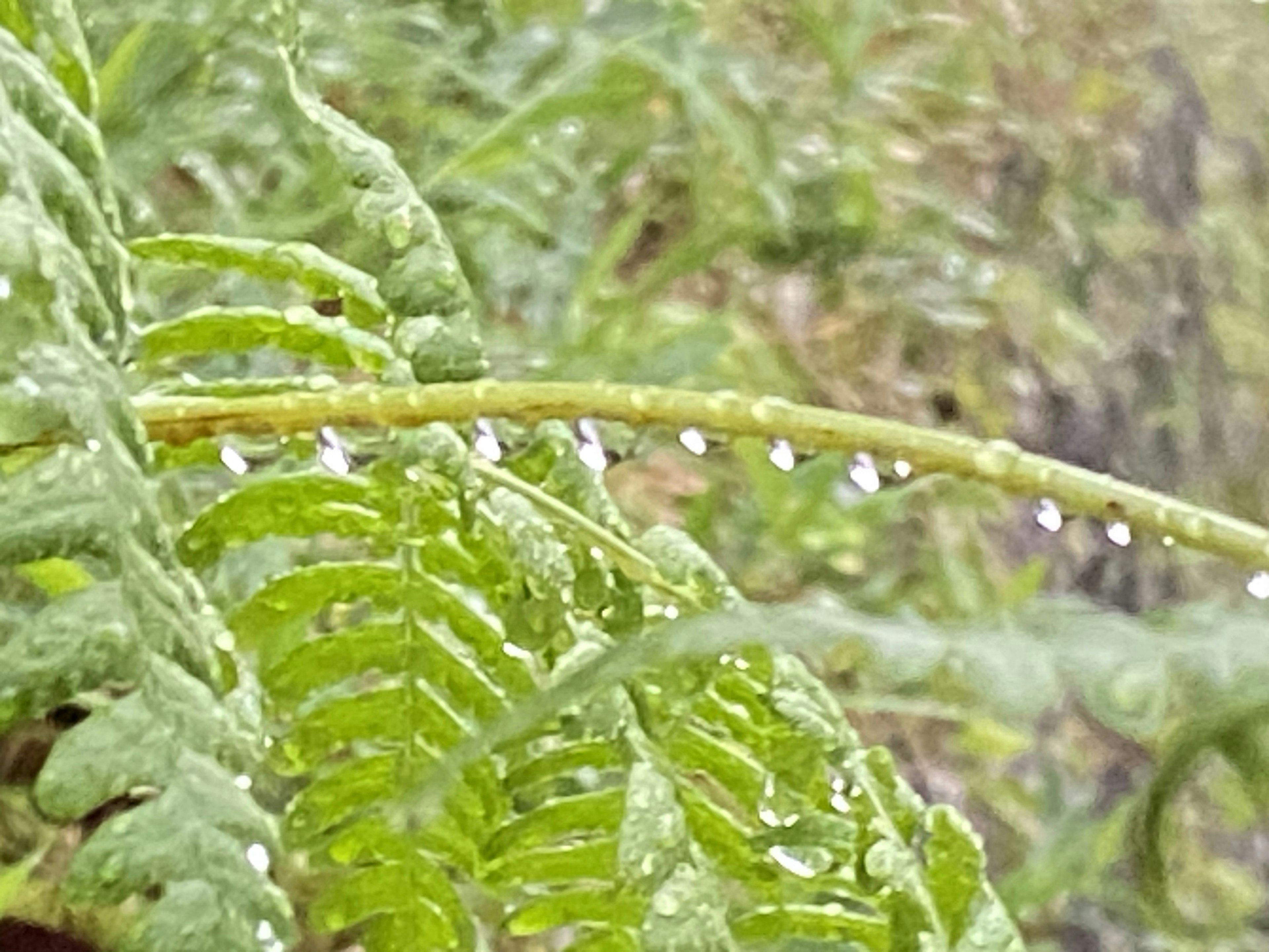 緑のシダの葉に水滴が付いている様子