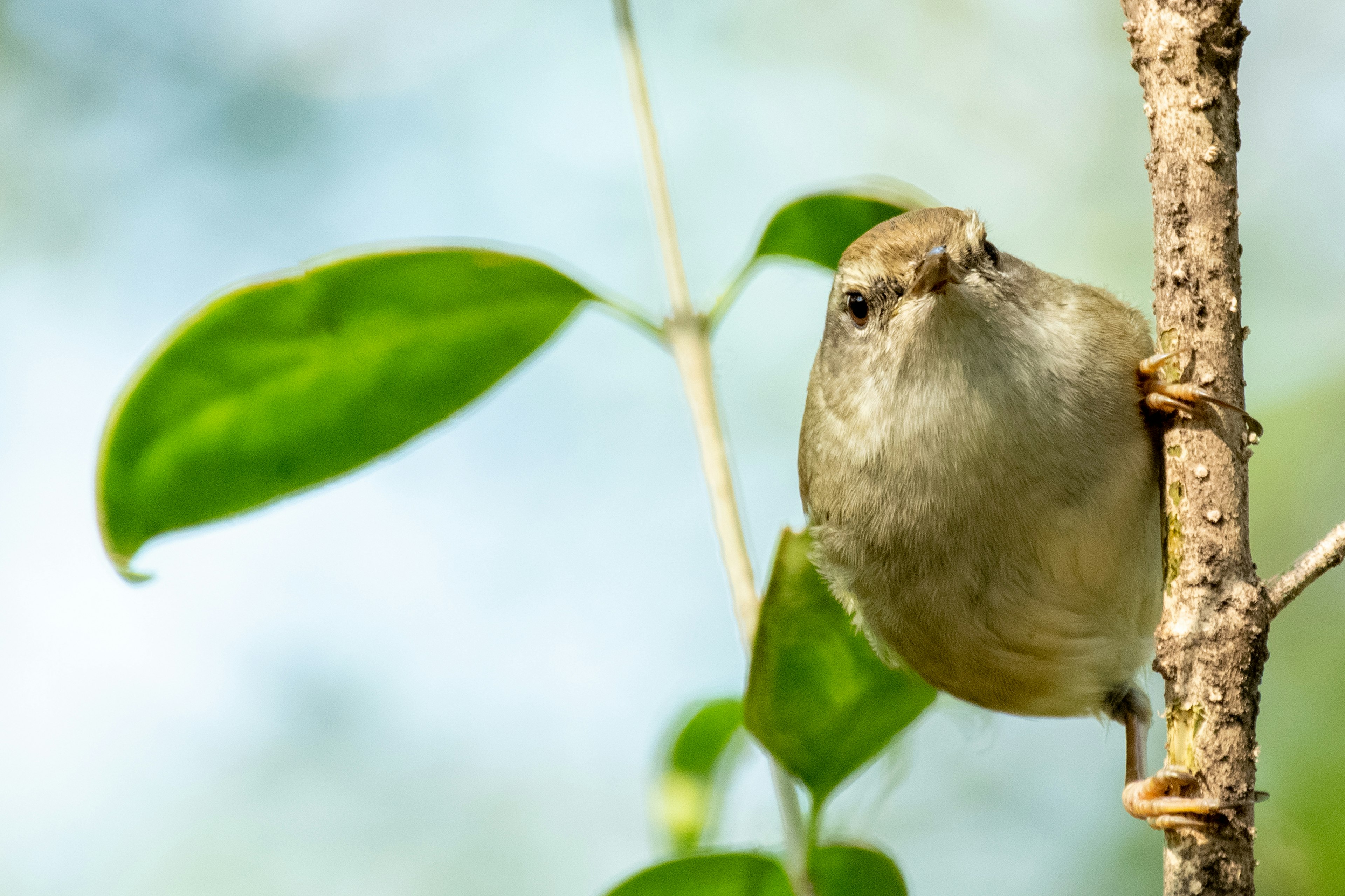 小さな鳥が木の幹に止まり、緑の葉の背景で見つめている