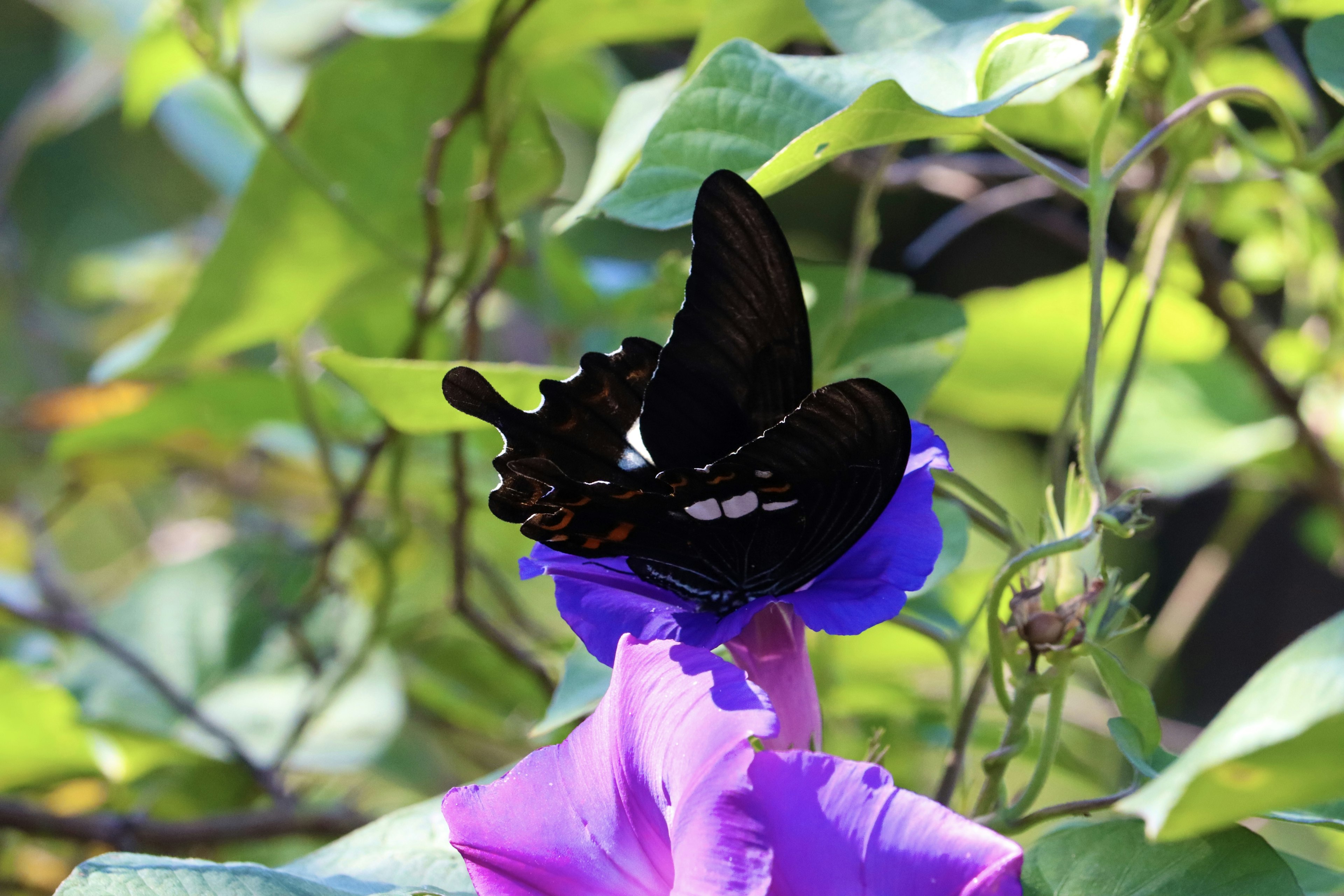 Mariposa negra posada sobre una flor morada en un entorno natural