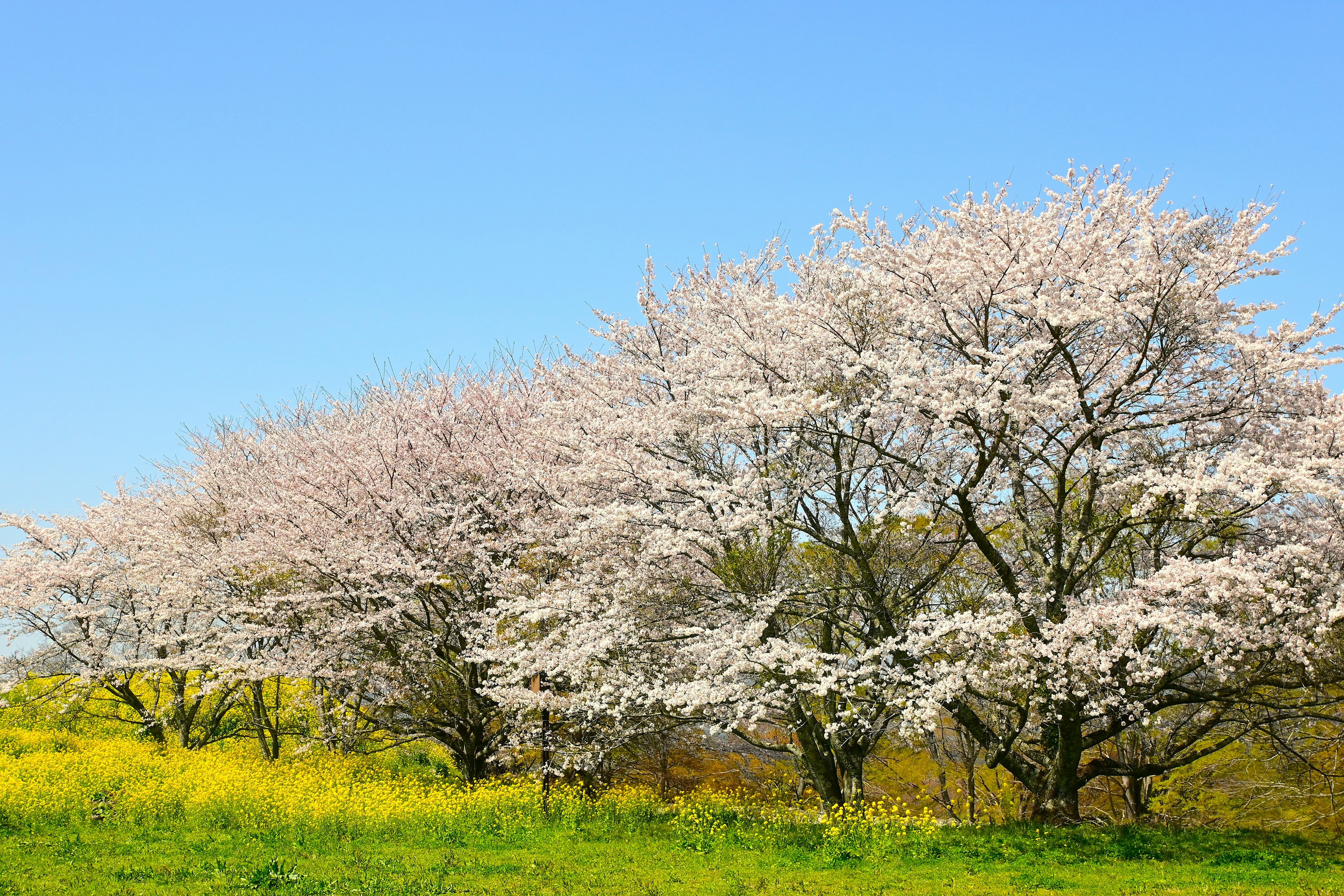 Cerisier en fleurs sous un ciel bleu clair