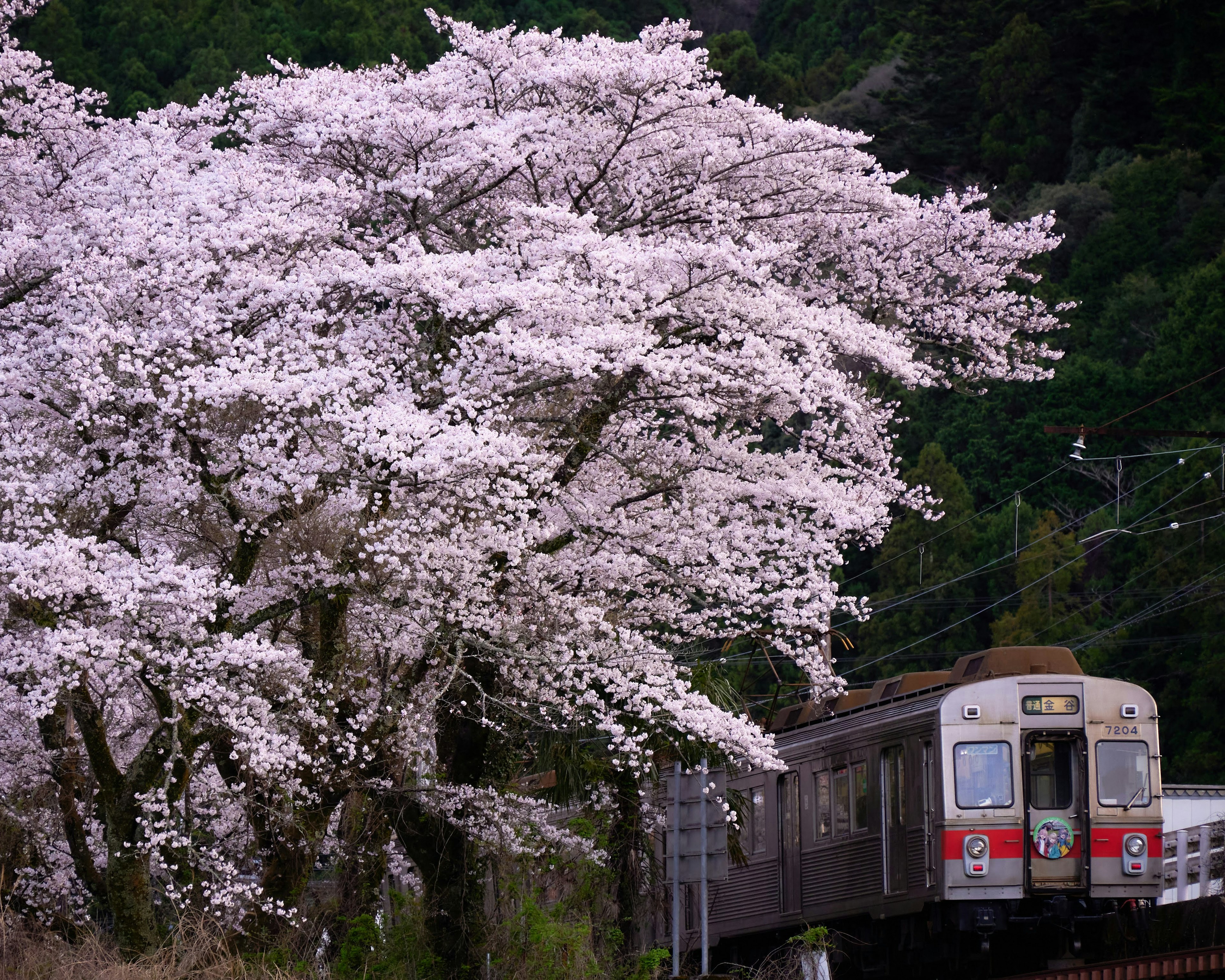 Árbol de cerezo al lado de un tren