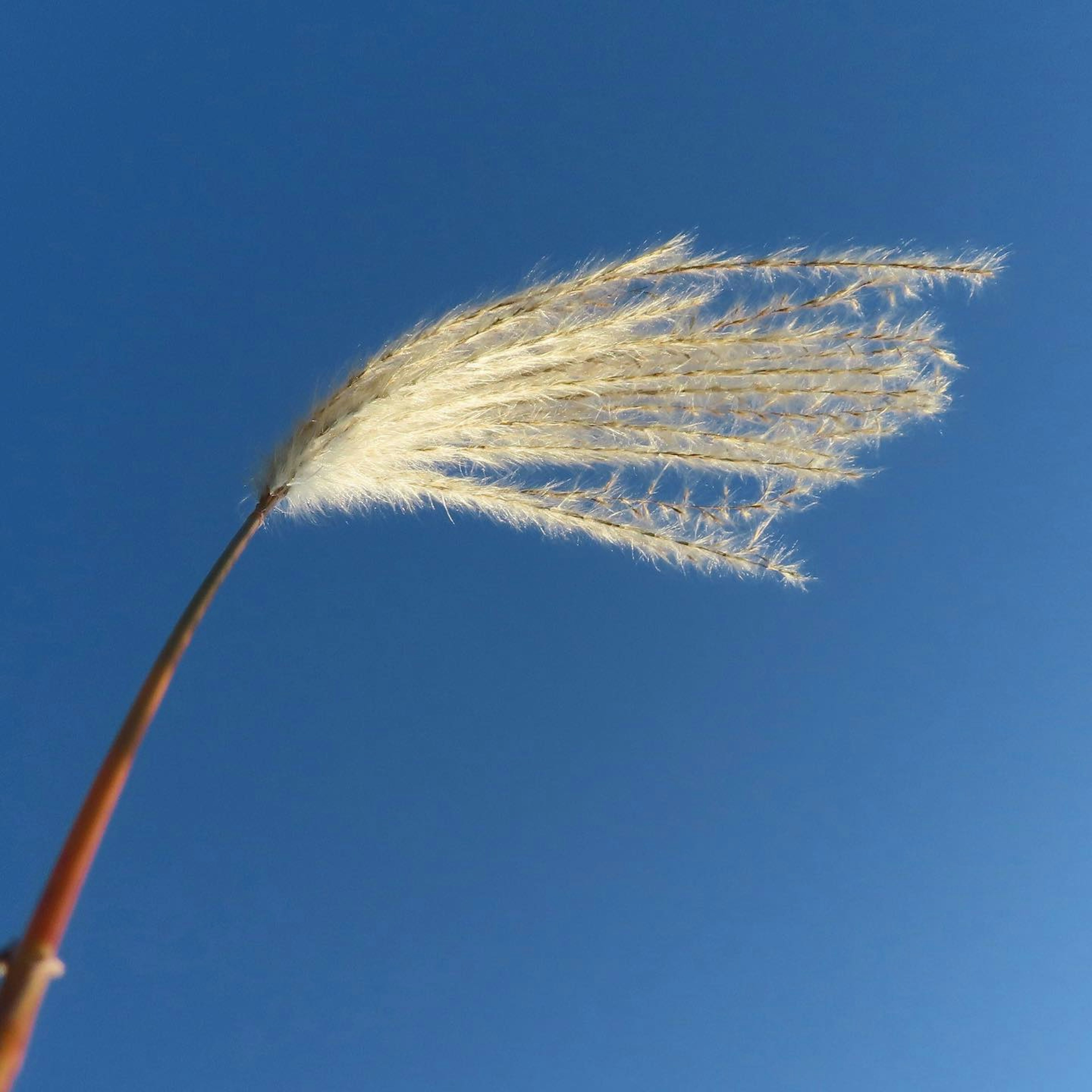 Bulu rumput putih lembut yang menjulang ke langit biru