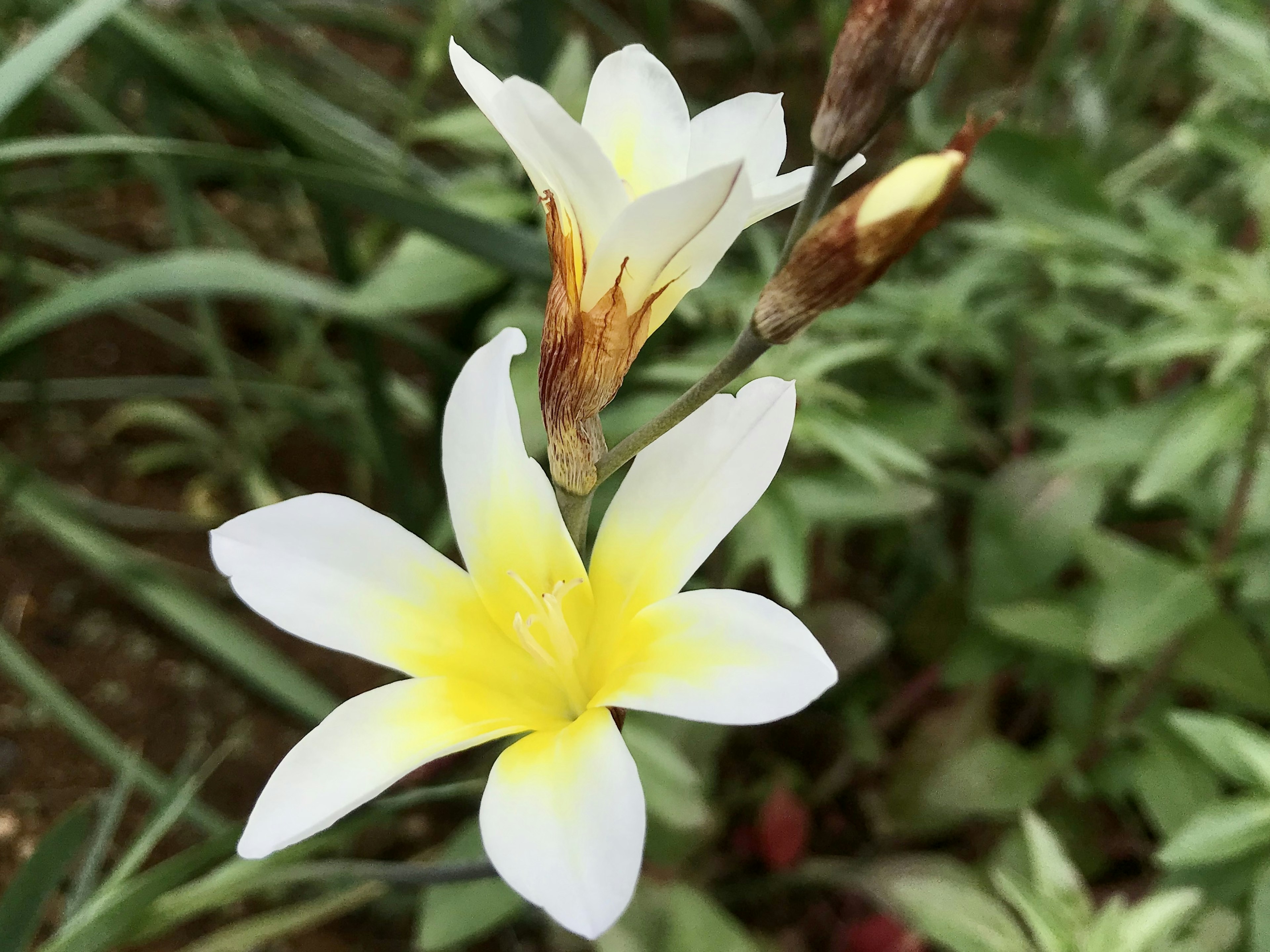 特写一朵美丽的花，白色花瓣和黄色中心