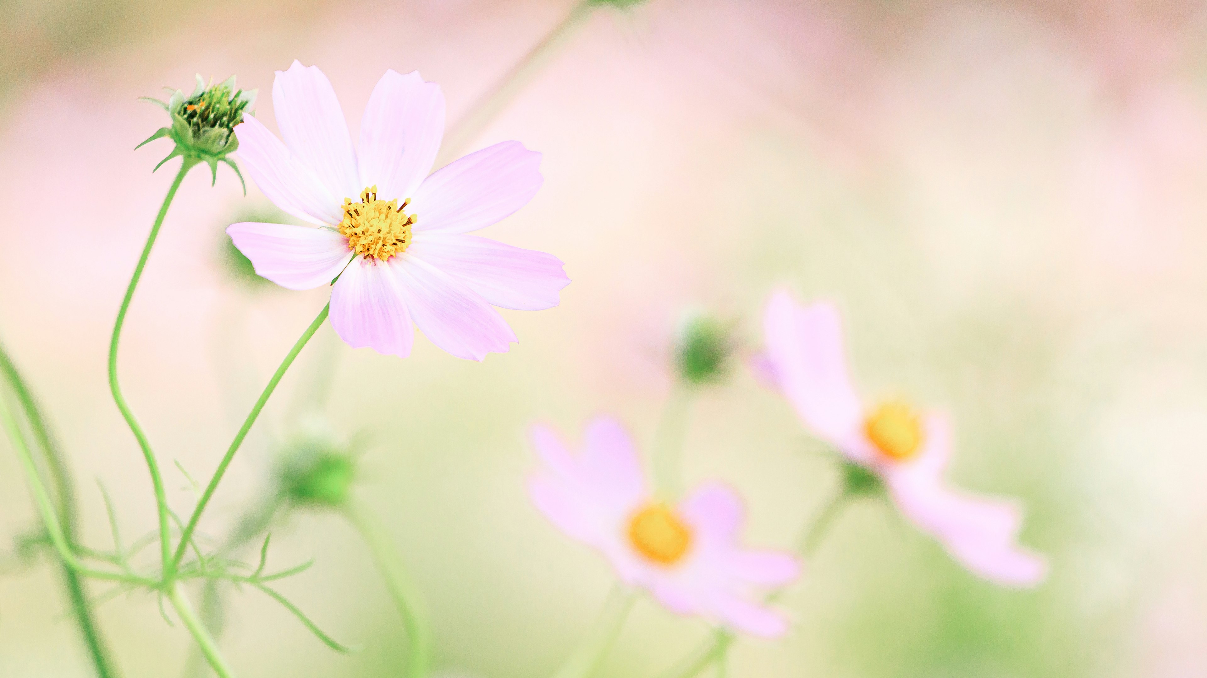 Zarte Pastellblumen blühen im sanften Fokus