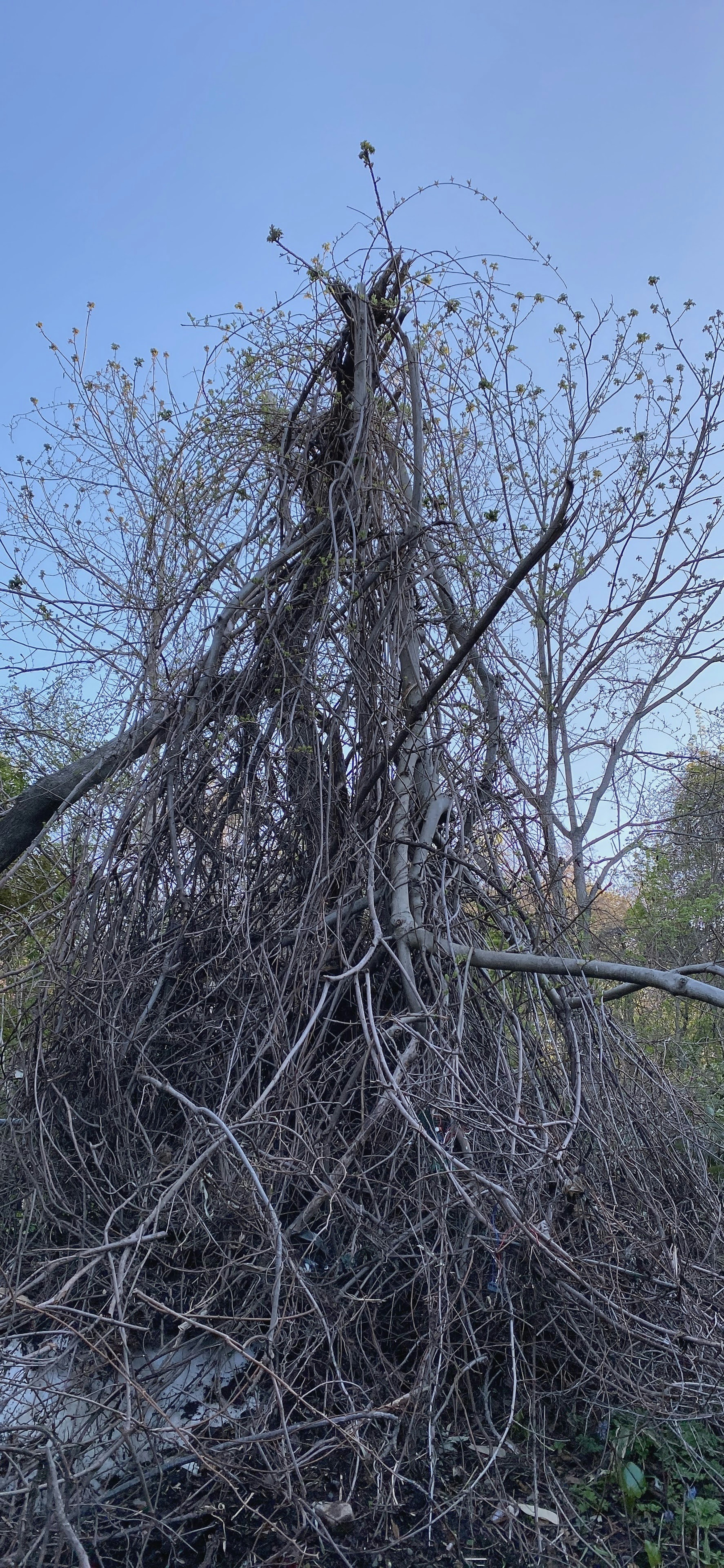 A tangled mass of dry tree branches against a clear blue sky