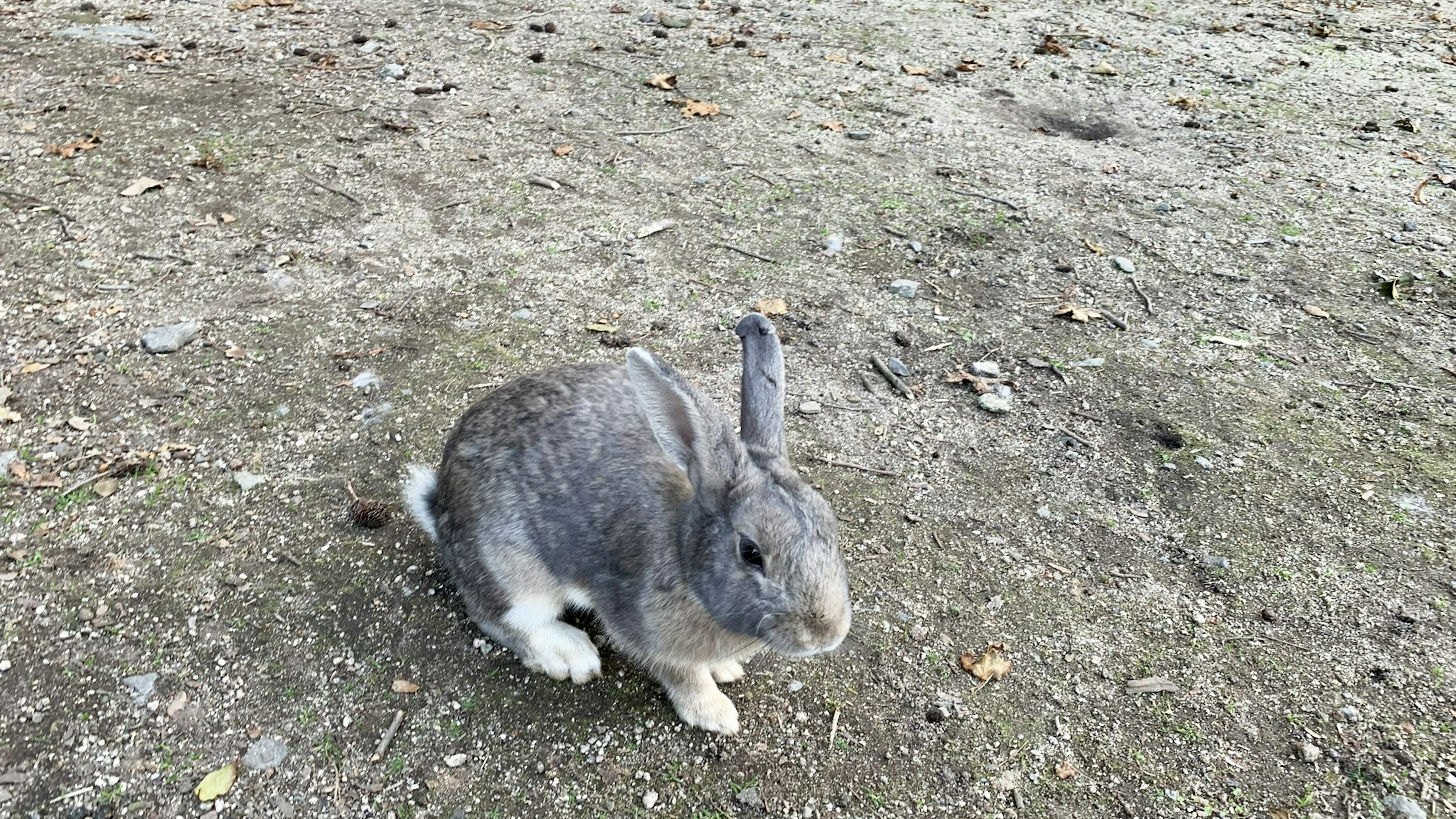 Grauer Hase sitzt auf dem Boden