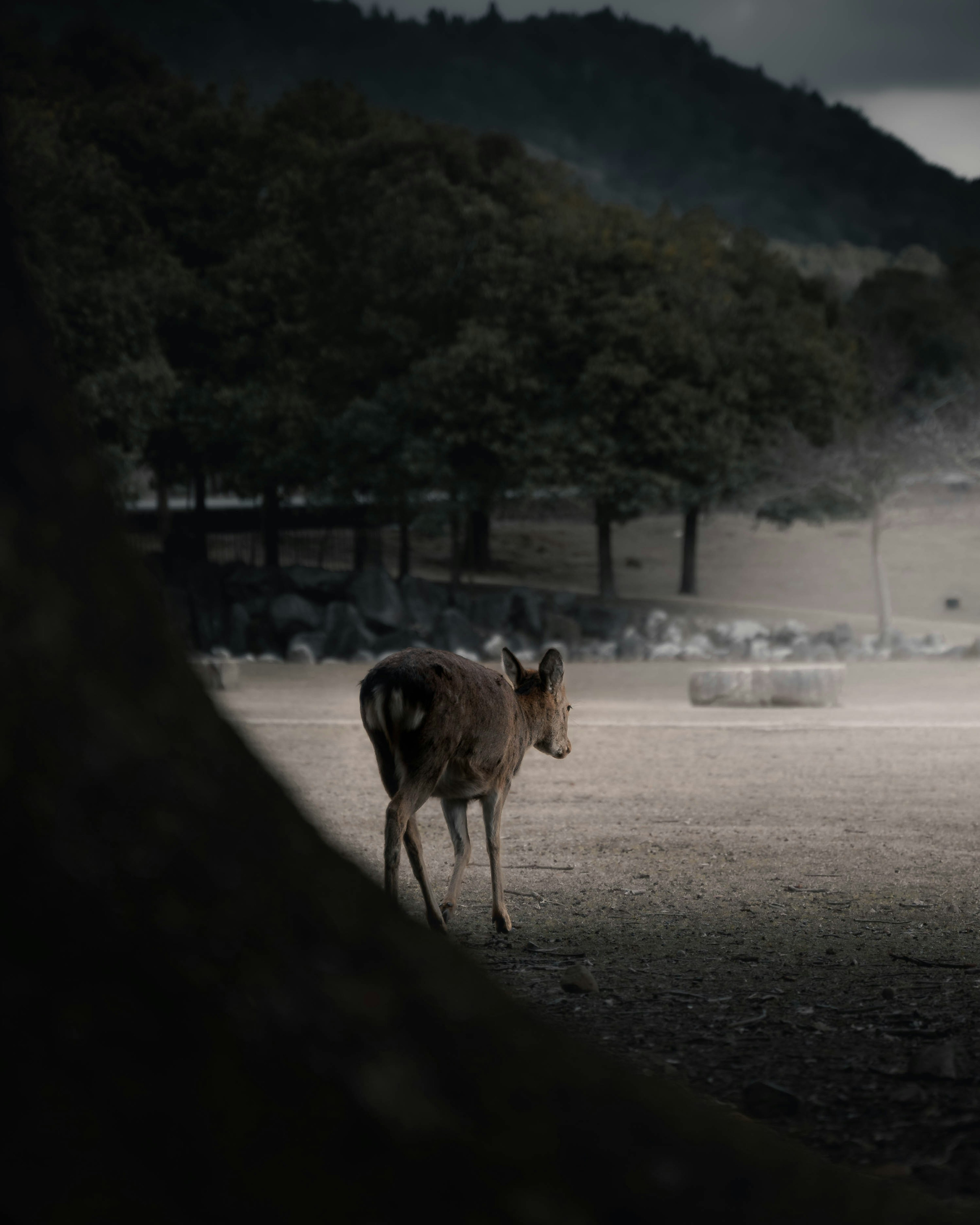 Un cerf se tenant dans un environnement sombre avec une montagne en arrière-plan