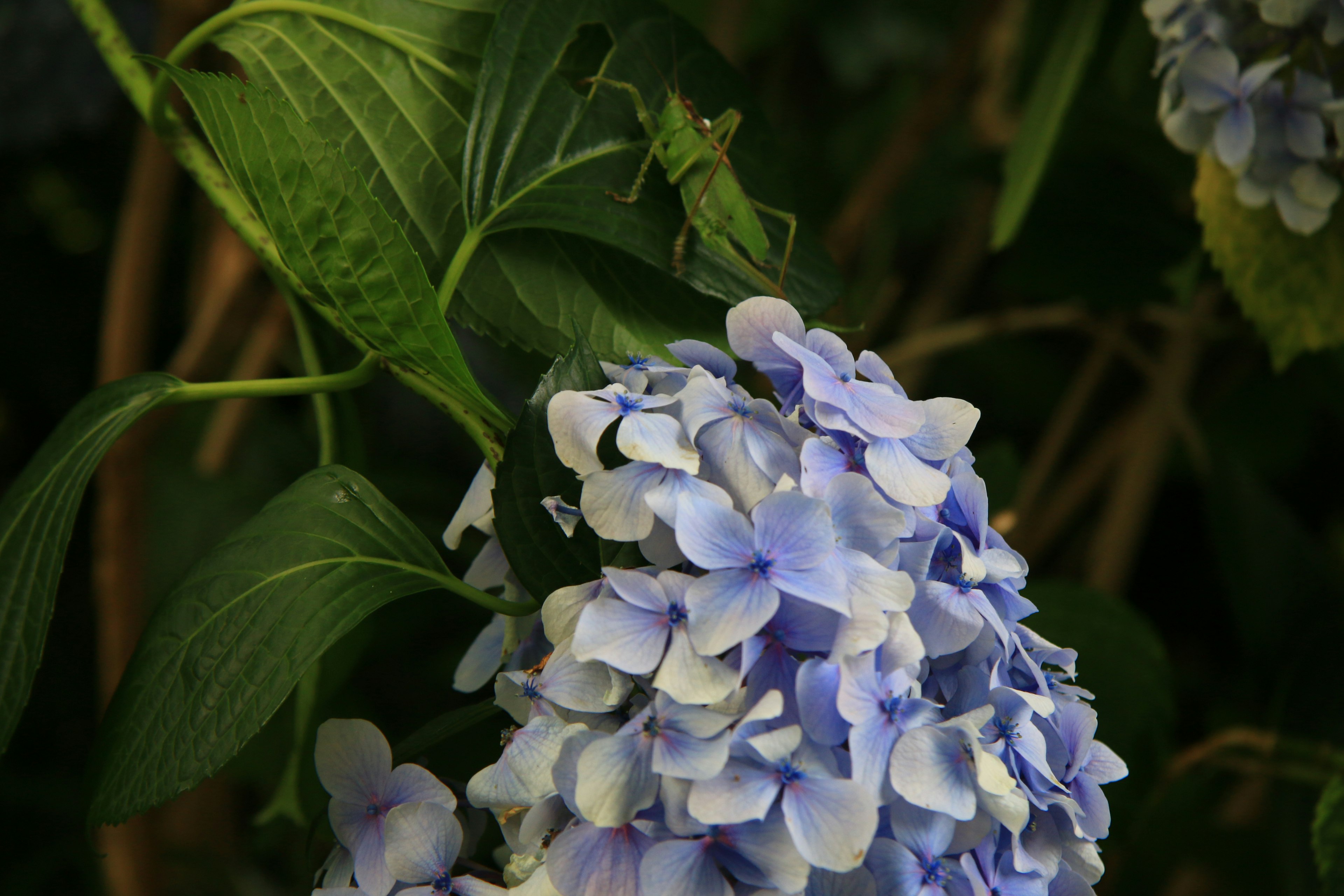 Cavalletta verde appoggiata su fiori di ortensia blu