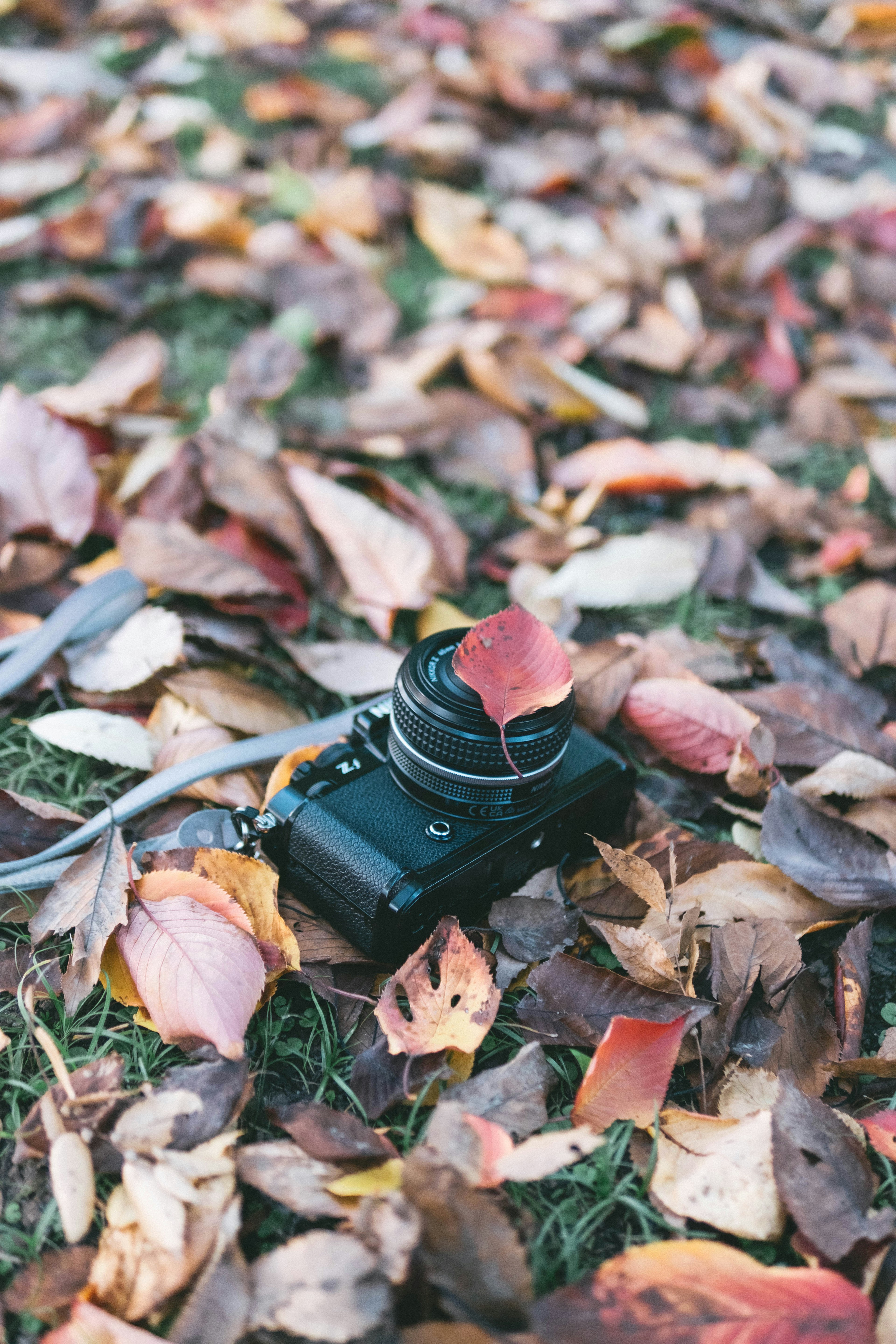 Macchina fotografica appoggiata su foglie autunnali colorate con una foglia sopra