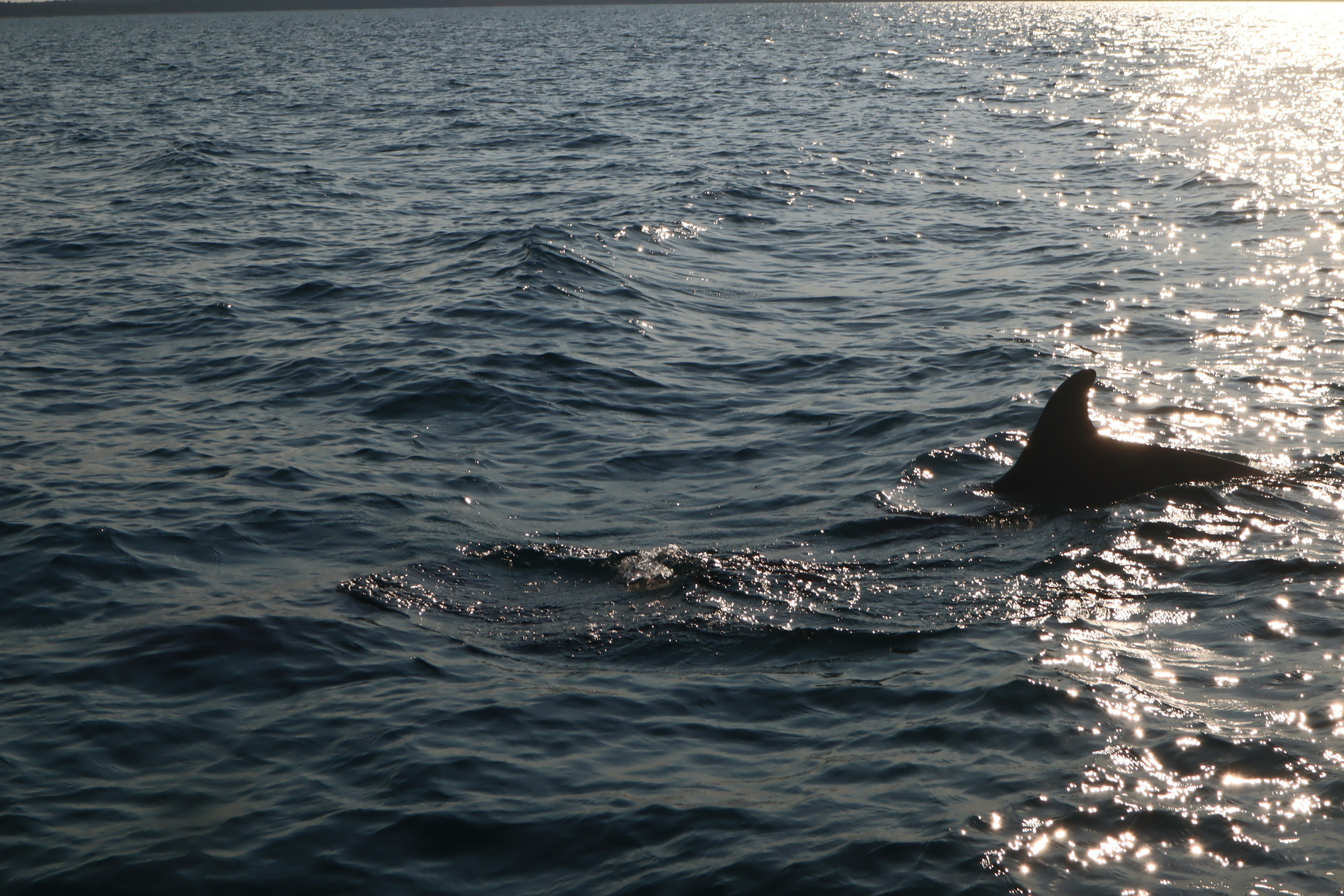 Silhouette di un delfino sull'acqua con riflessi luccicanti