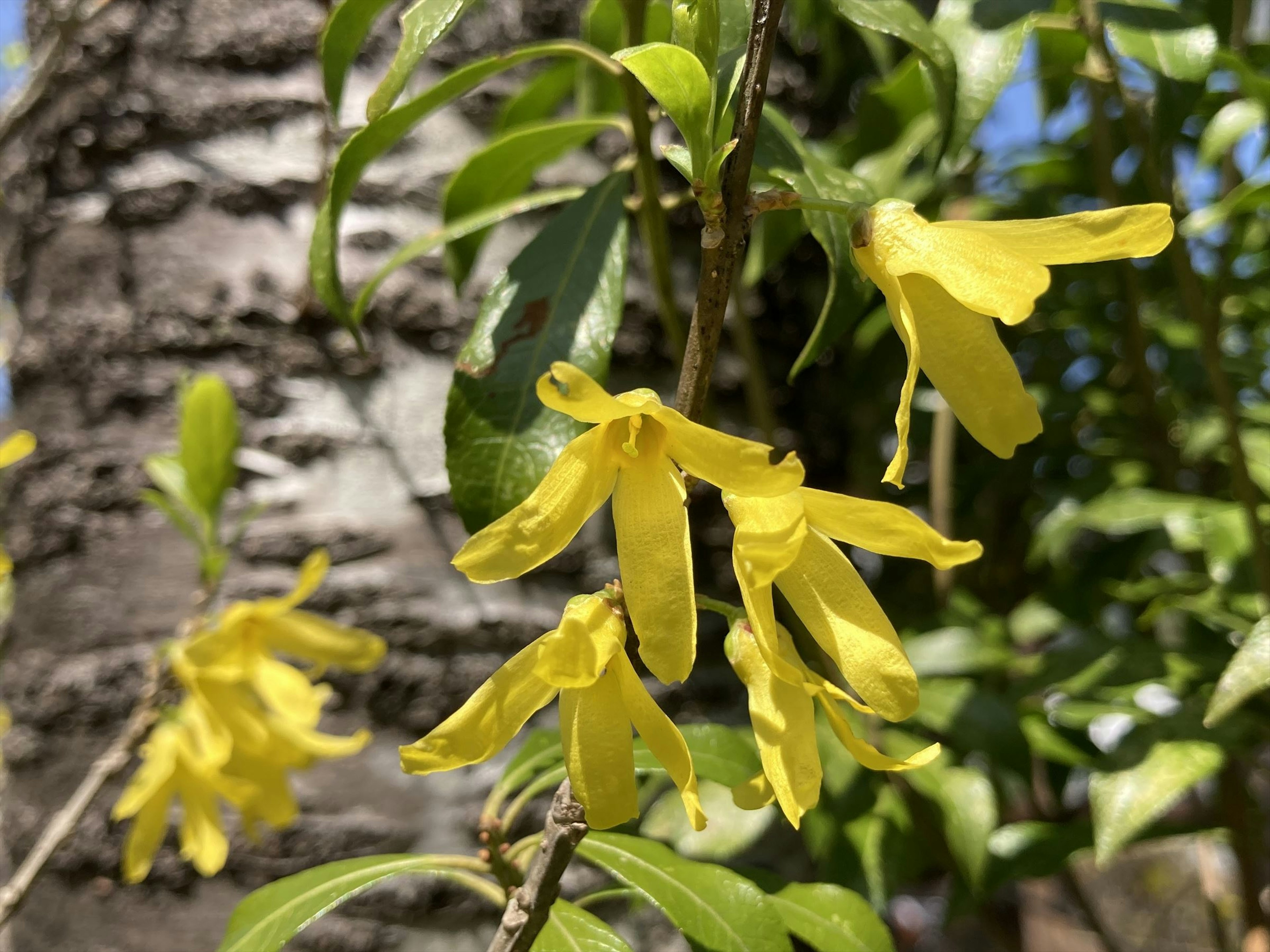 Nahaufnahme von gelben Blumen, die an einem Baumzweig blühen