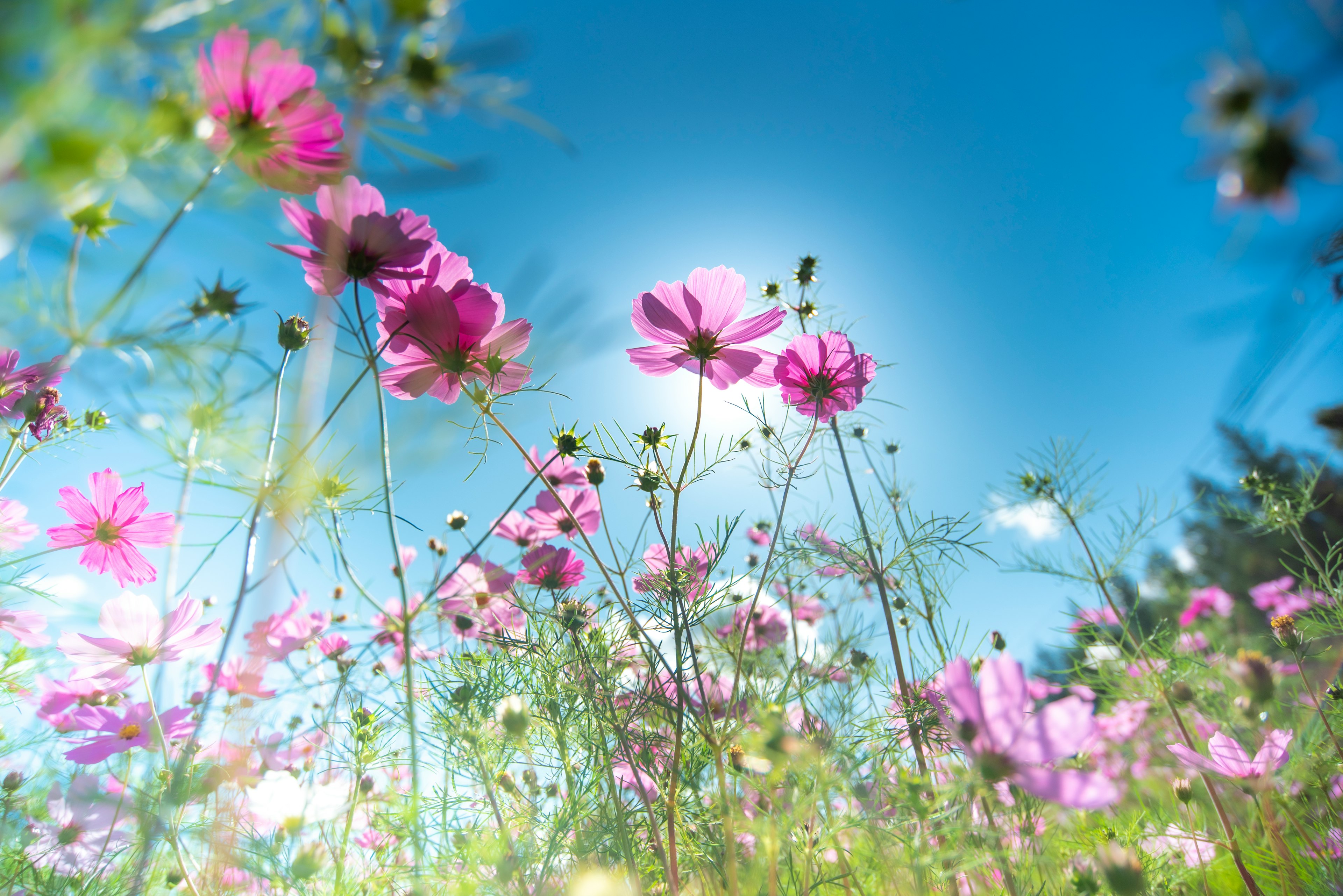 青空の下に咲くピンクのコスモスの花々