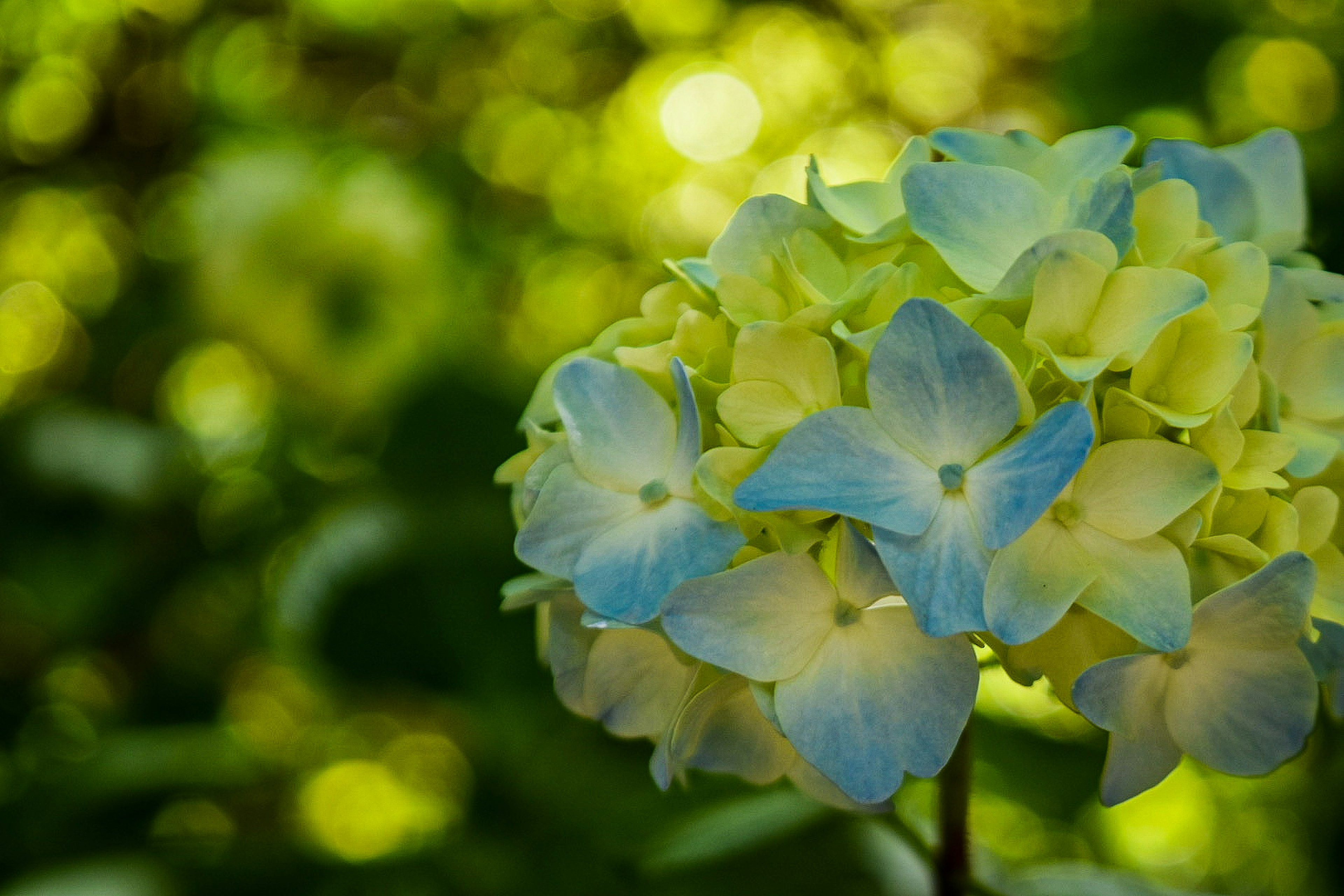 青と黄色の花が咲いているアジサイのクローズアップ 背景はぼかされた緑の葉