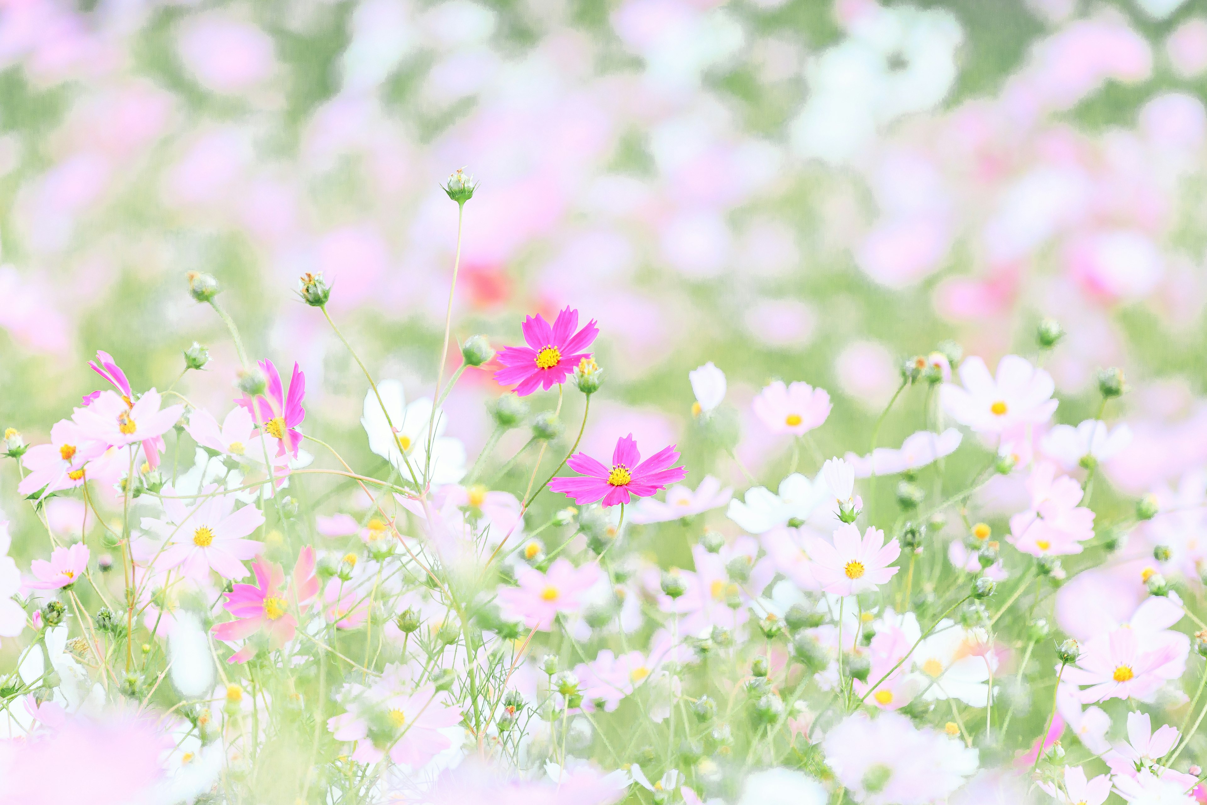 Un campo de flores de colores suaves con flores rosas dispersas