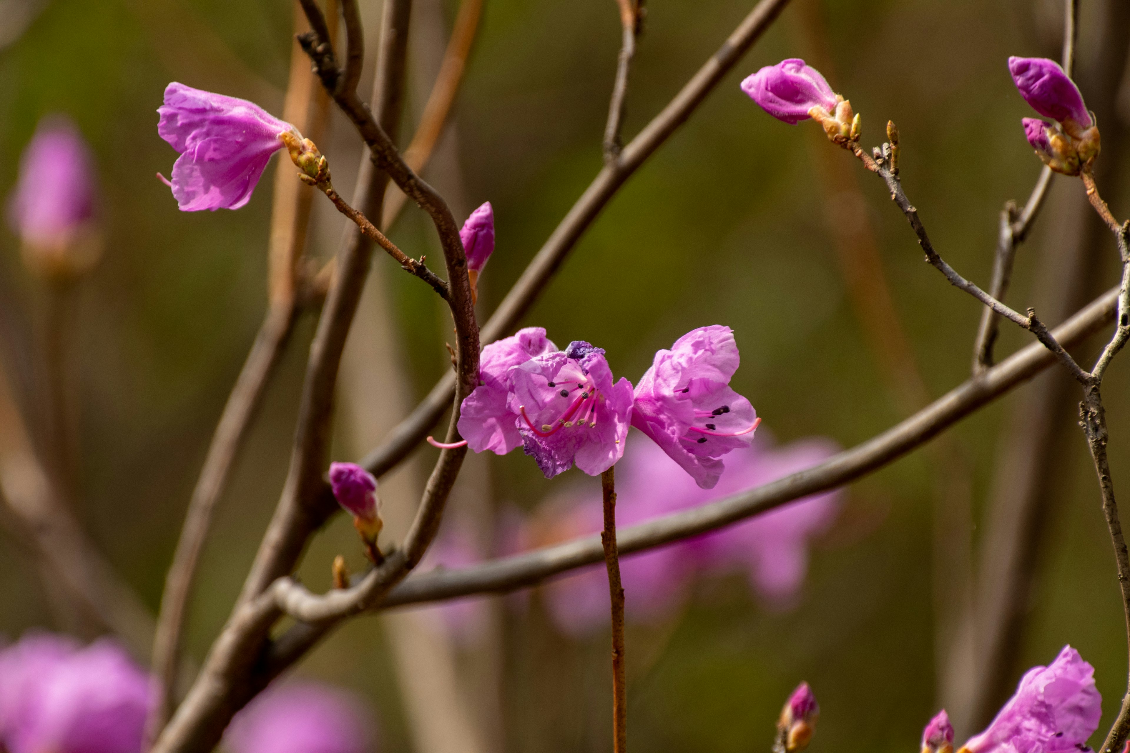 薄紫色の花が咲く木の枝の近接写真