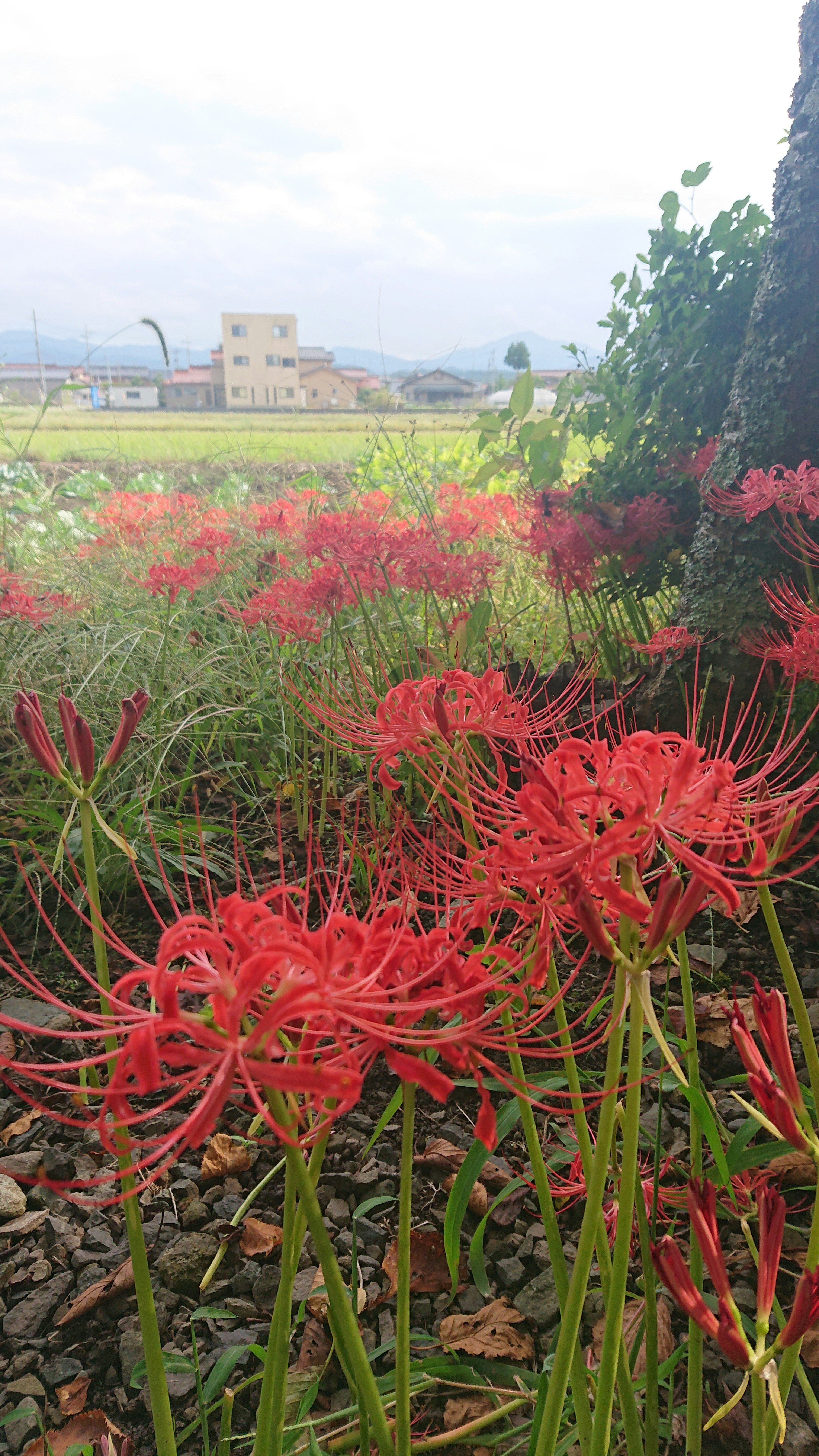 Champ de lys araignée rouges avec un bâtiment au loin