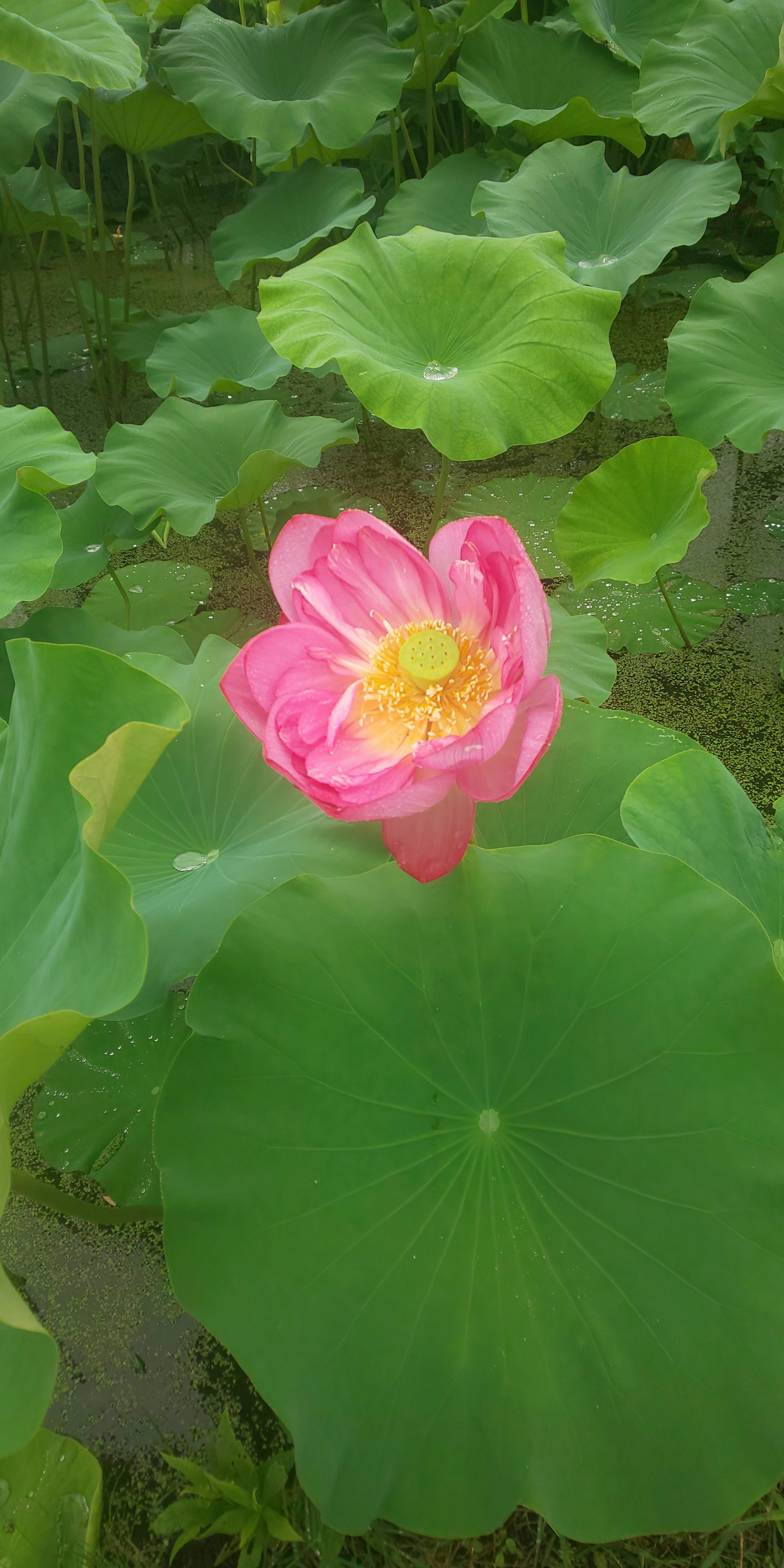 Pink lotus flower blooming atop green leaves with a yellow center