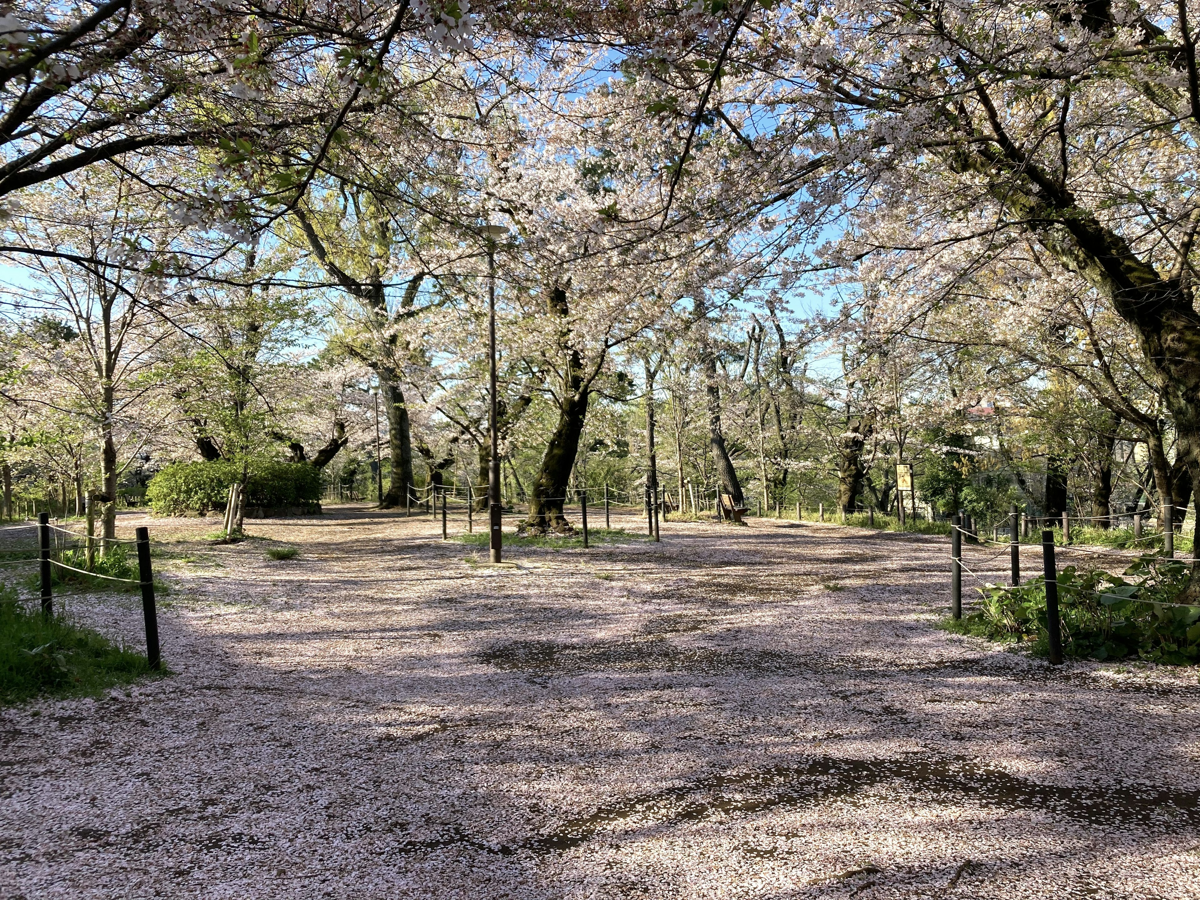 Escena de parque con árboles de cerezo en flor