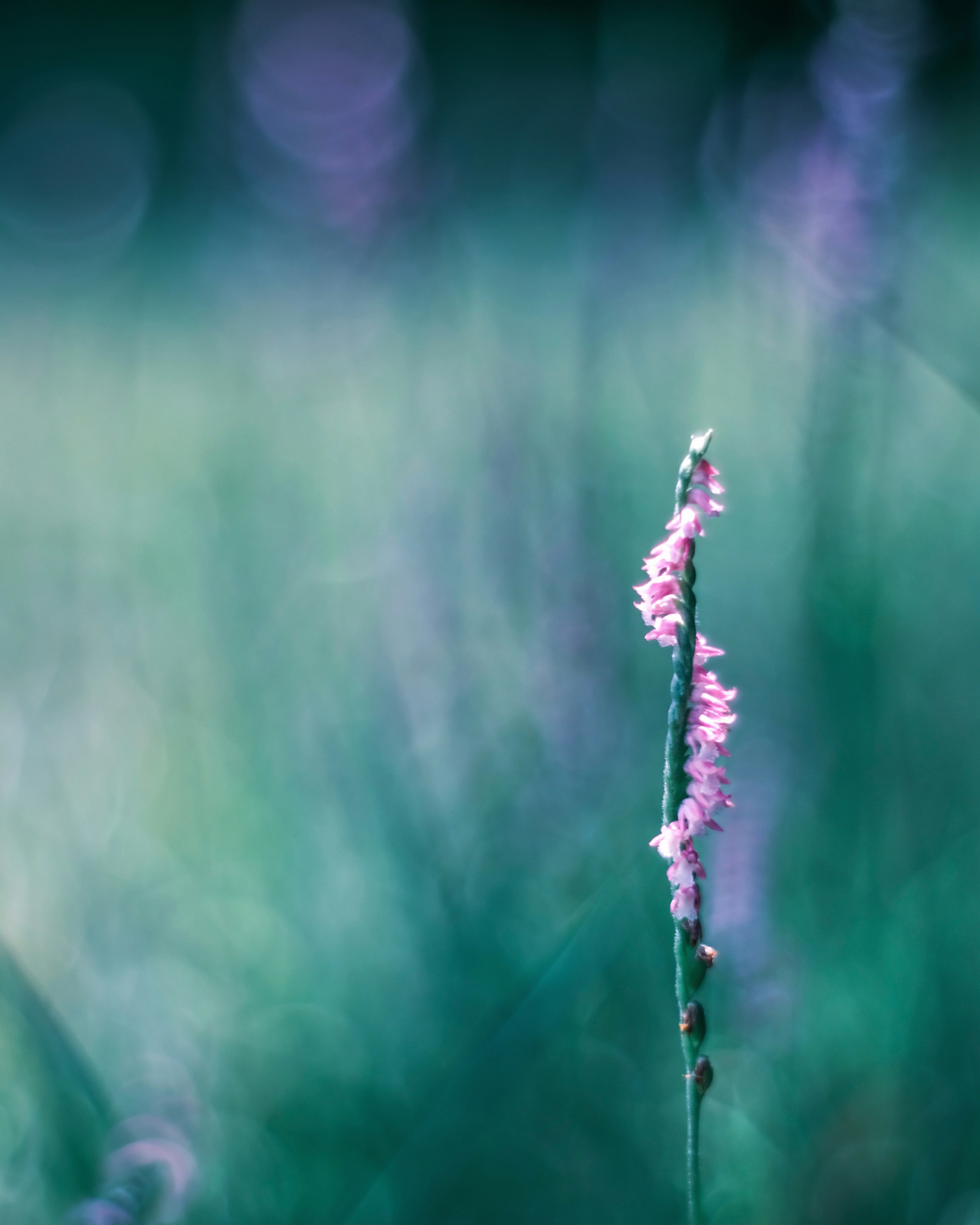 Ein schlanker Stängel mit rosa Blumen vor einem grünen Hintergrund