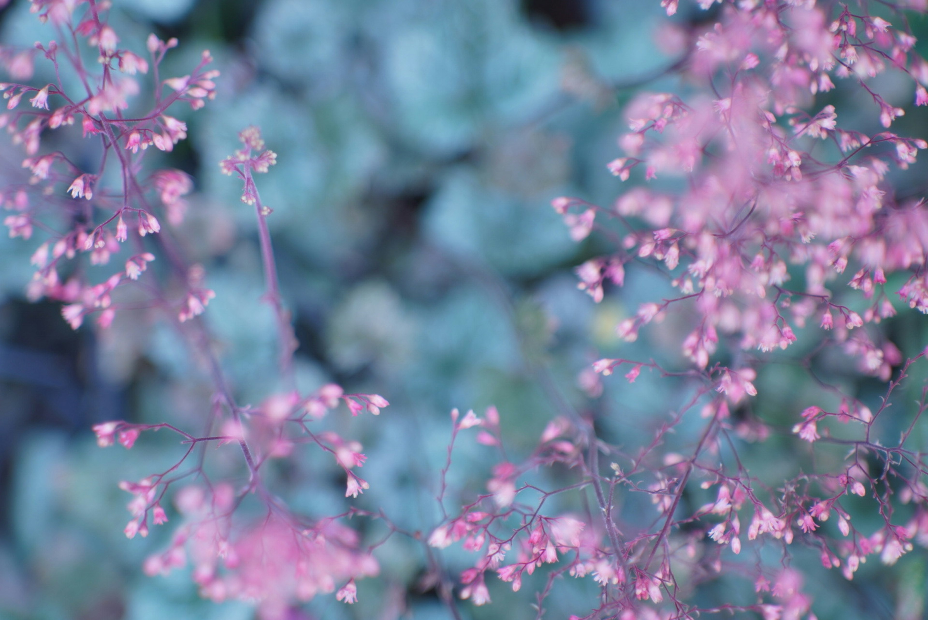 Flores rosas delicadas contra un suave fondo azul verdoso creando una escena botánica serena