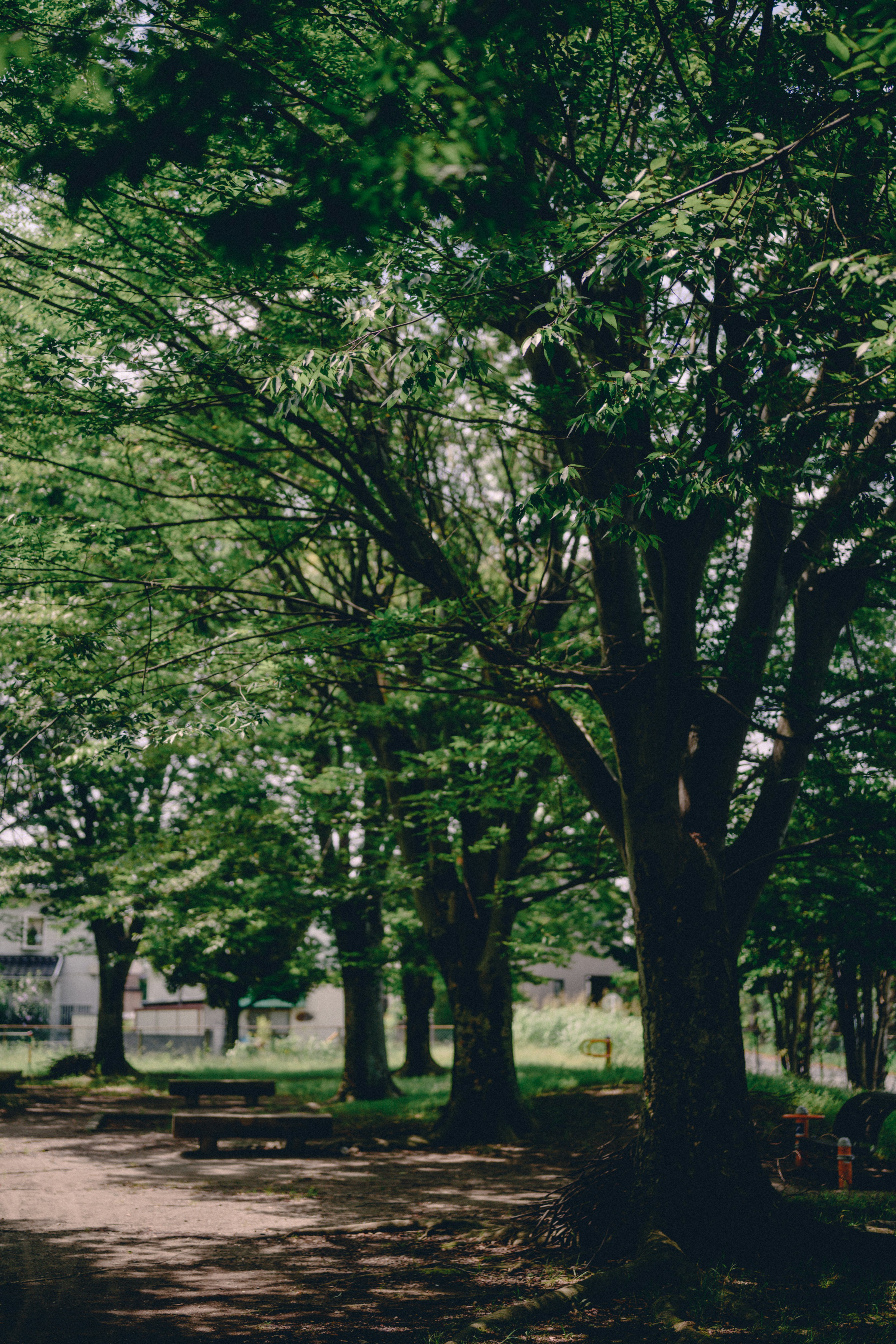 Vista panoramica di un sentiero fiancheggiato da alberi verdi lussureggianti