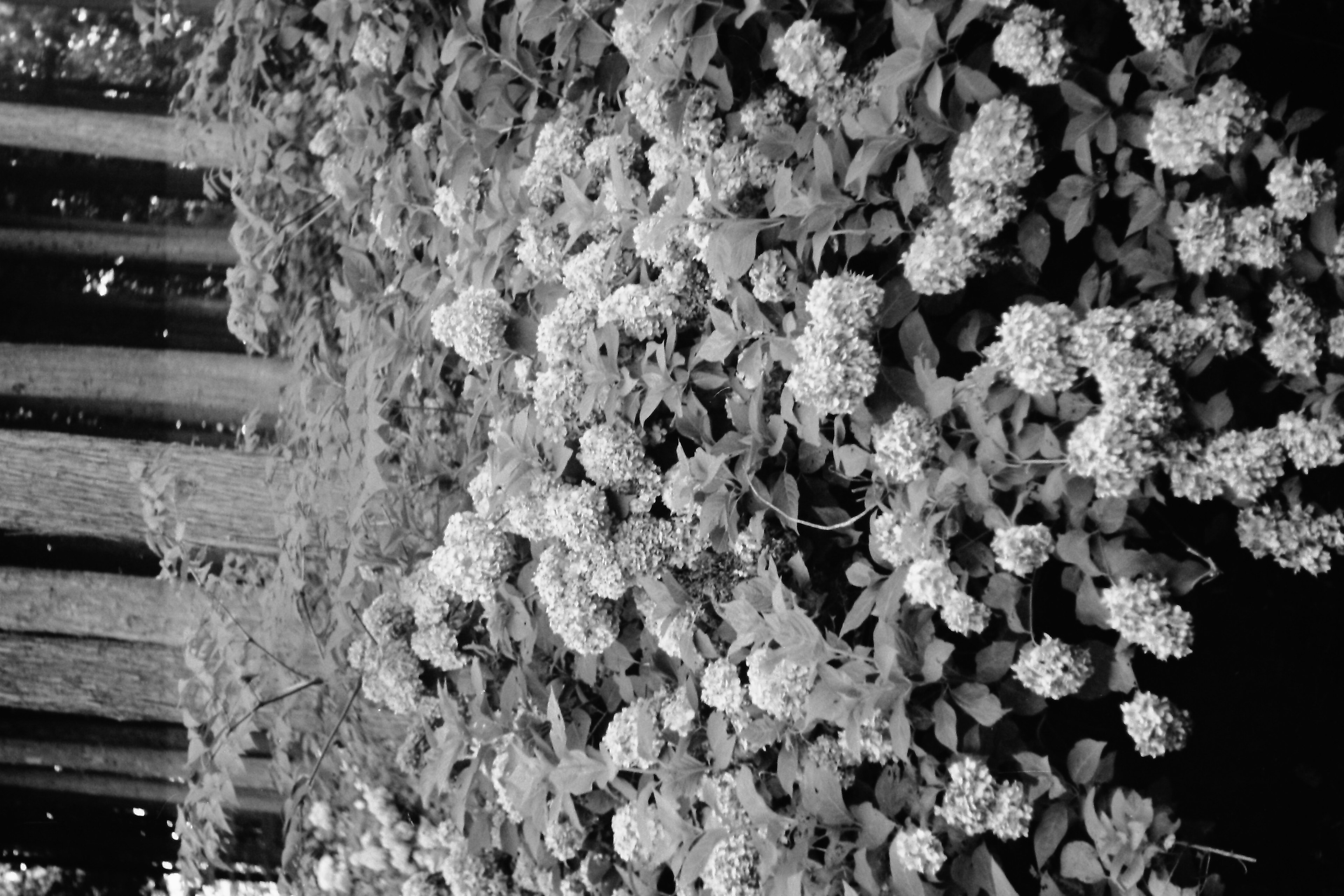 Dense wall of black and white flowers and leaves