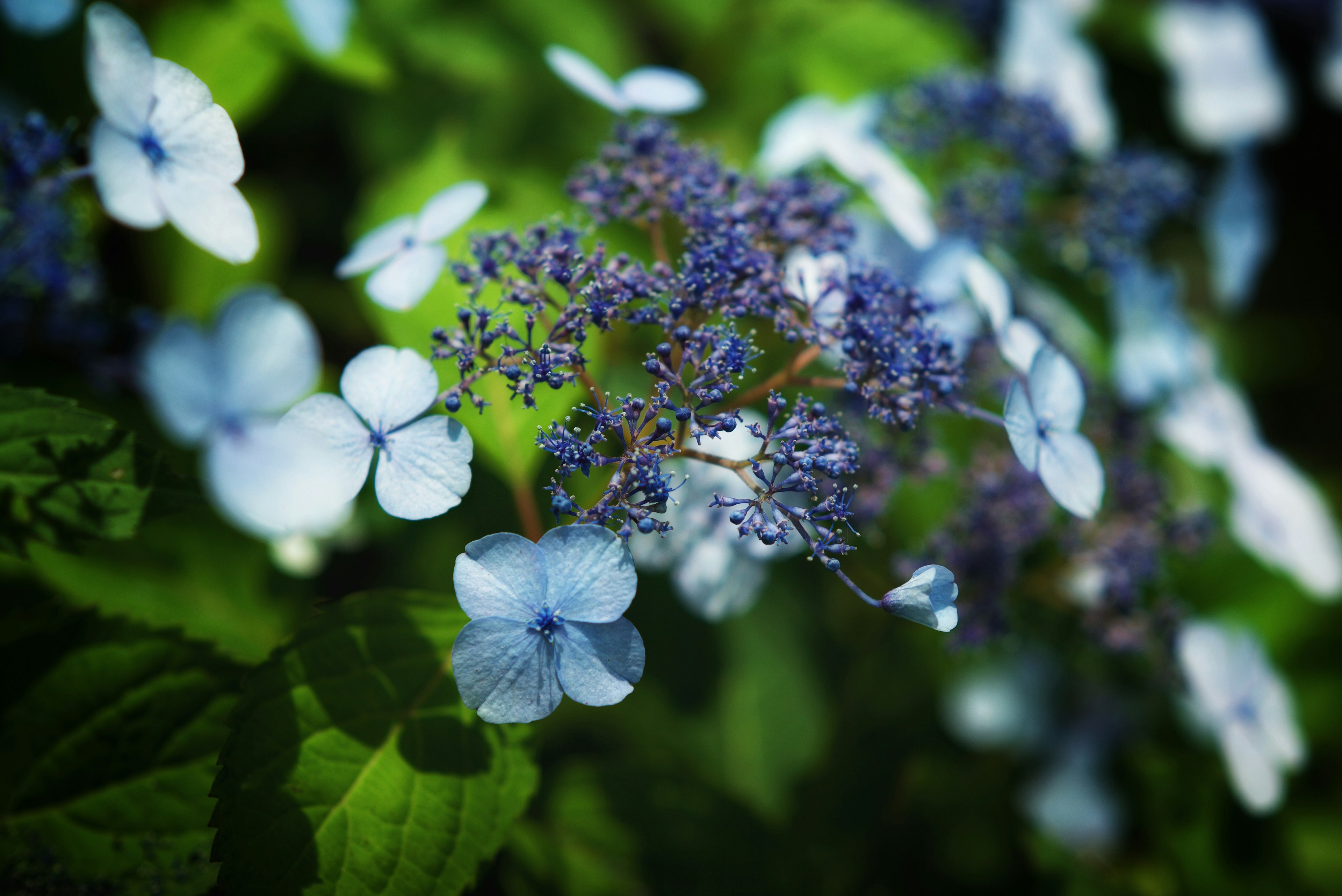 Beautiful scene of blue flowers and green leaves