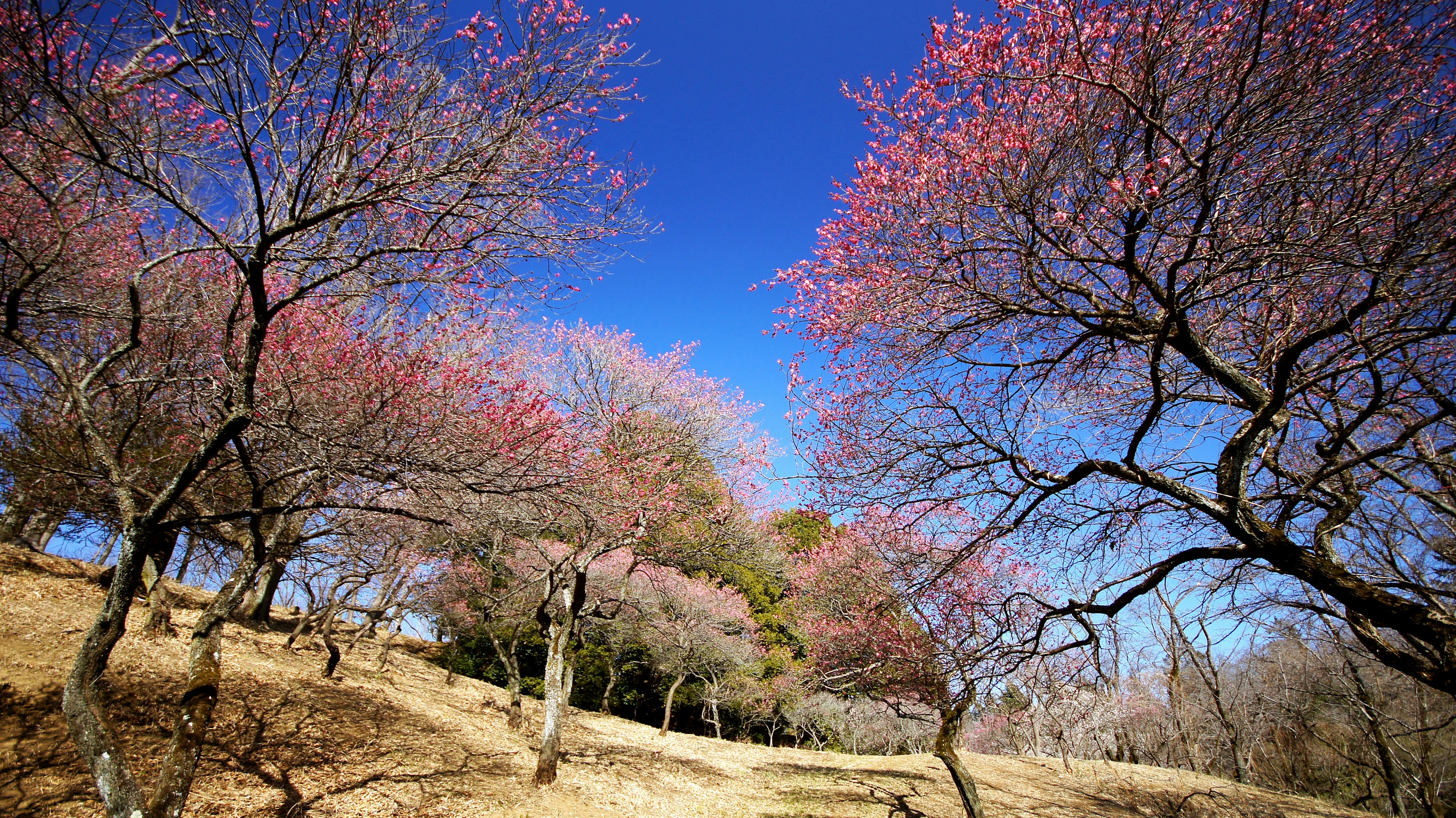 Scenic view of cherry blossoms blooming under a blue sky showcasing spring beauty