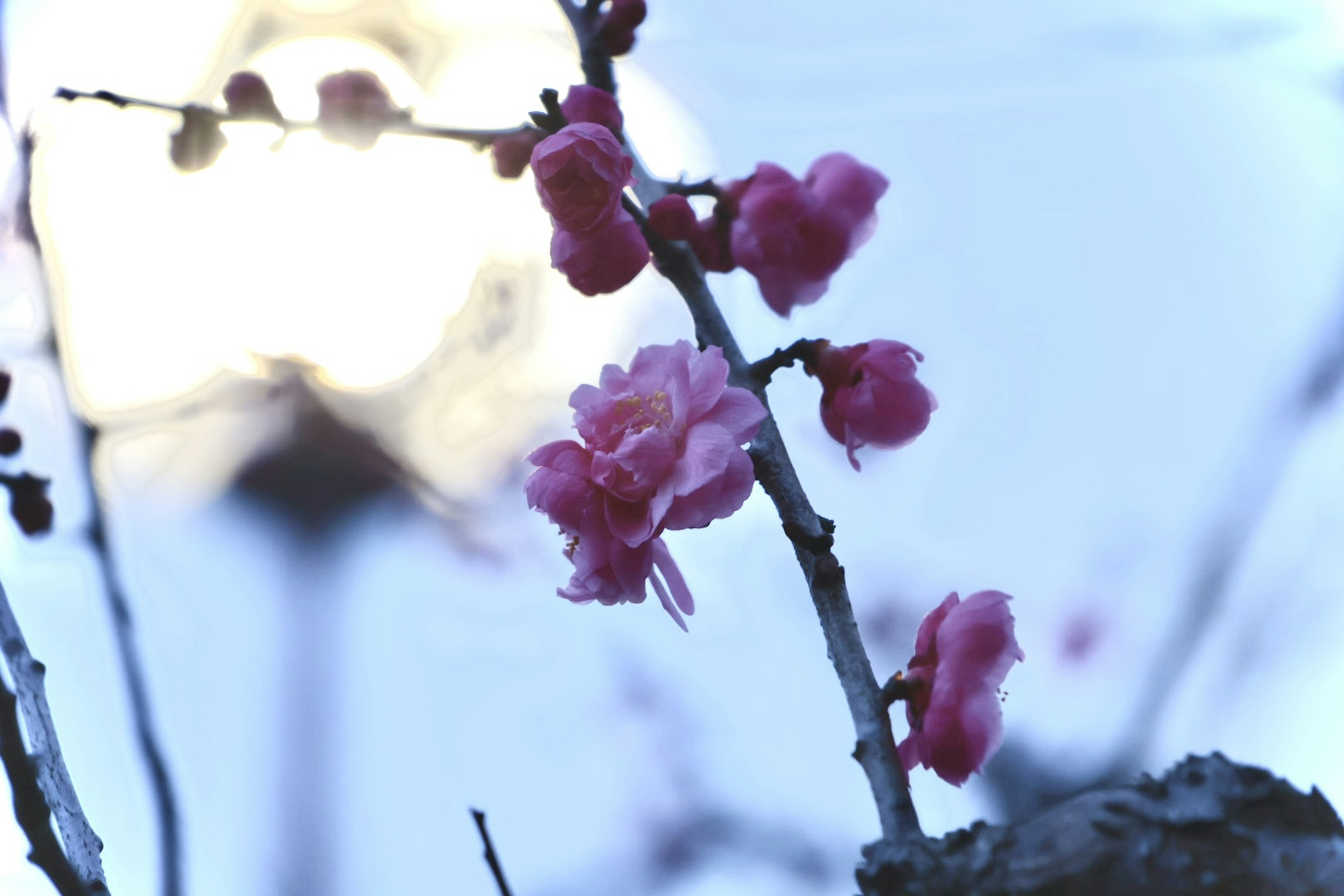 青い背景に咲くピンクの花と枝