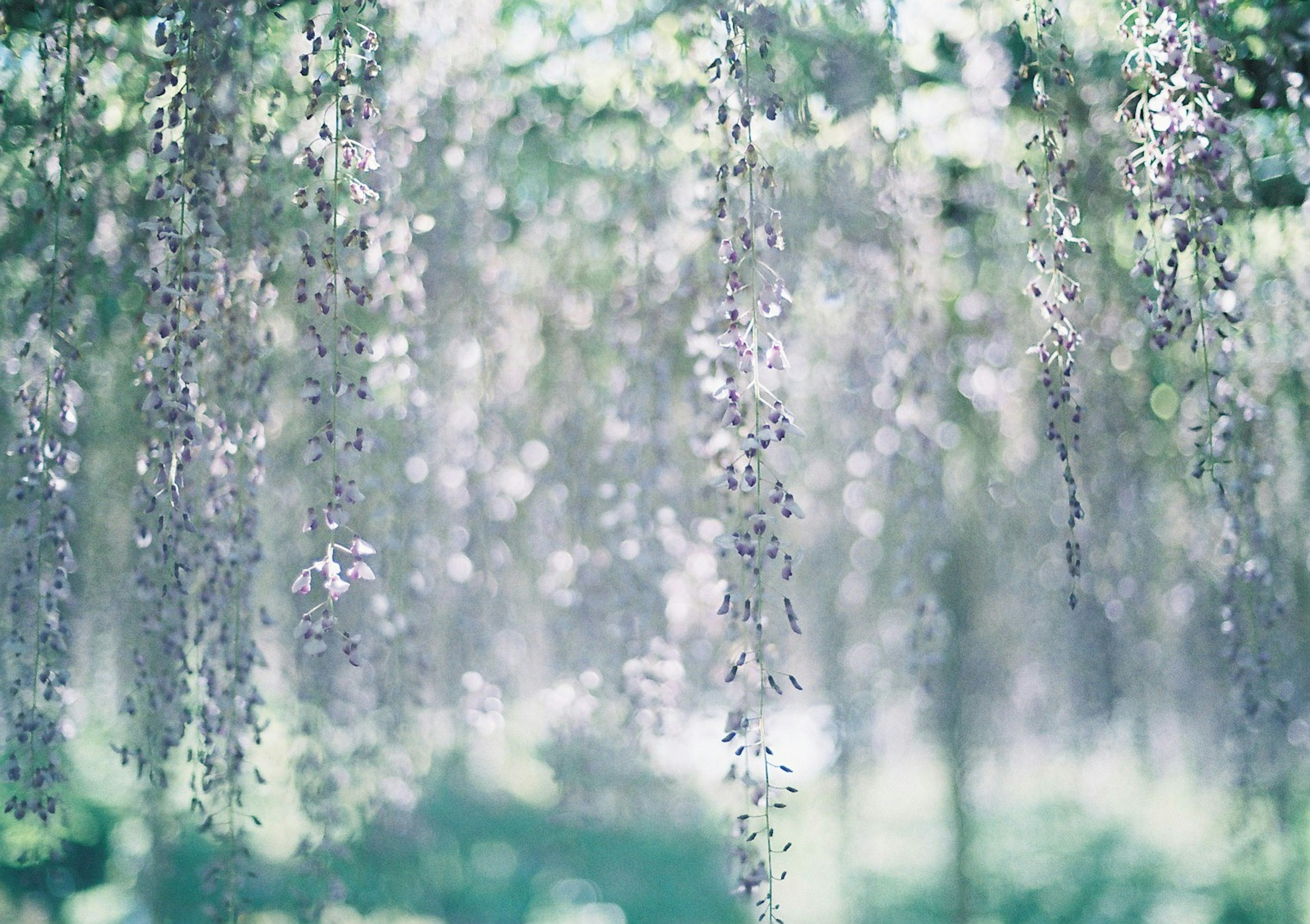 Tirai bunga wisteria yang indah bergoyang di bawah langit biru