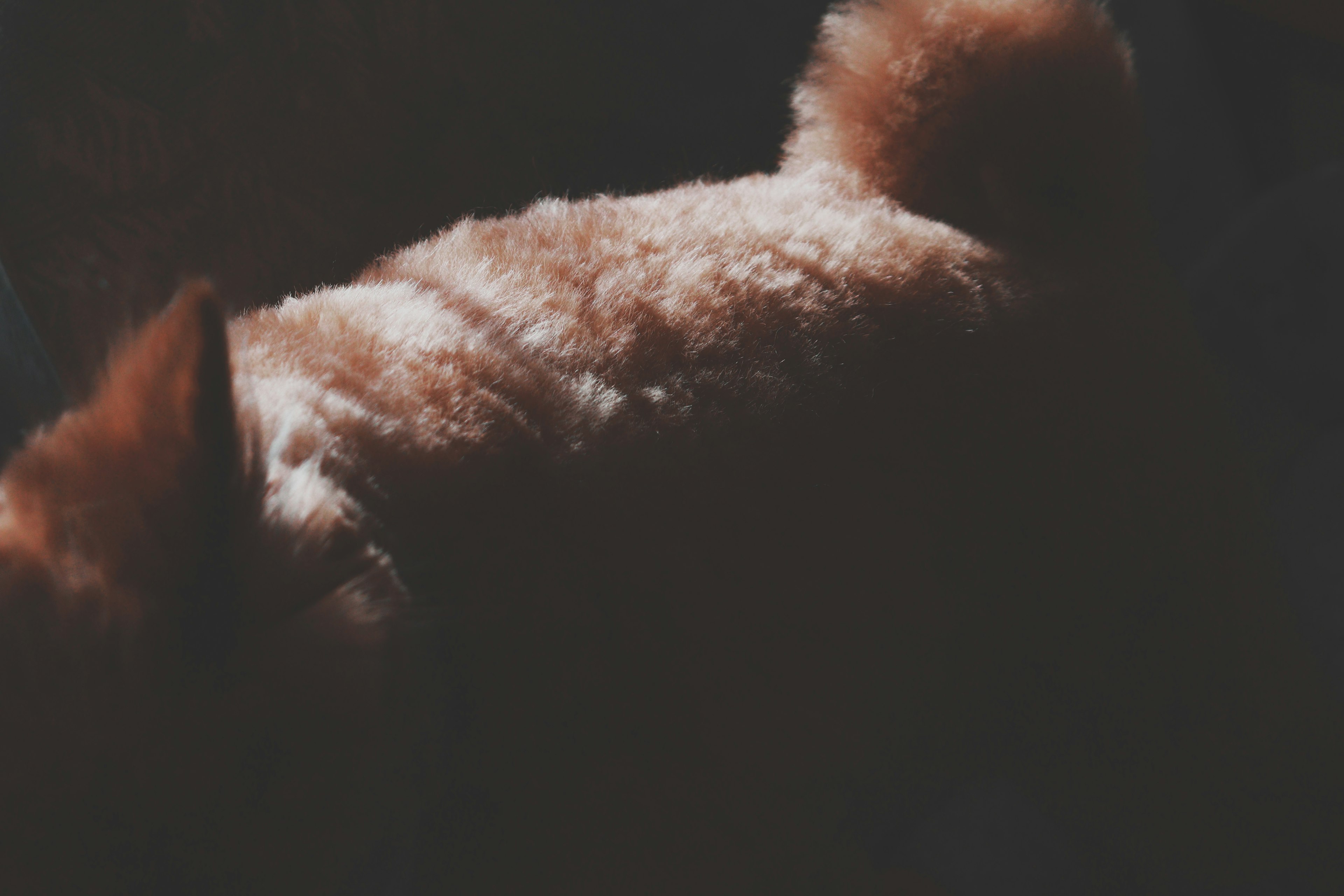 A brown furry dog seen from behind against a dark background