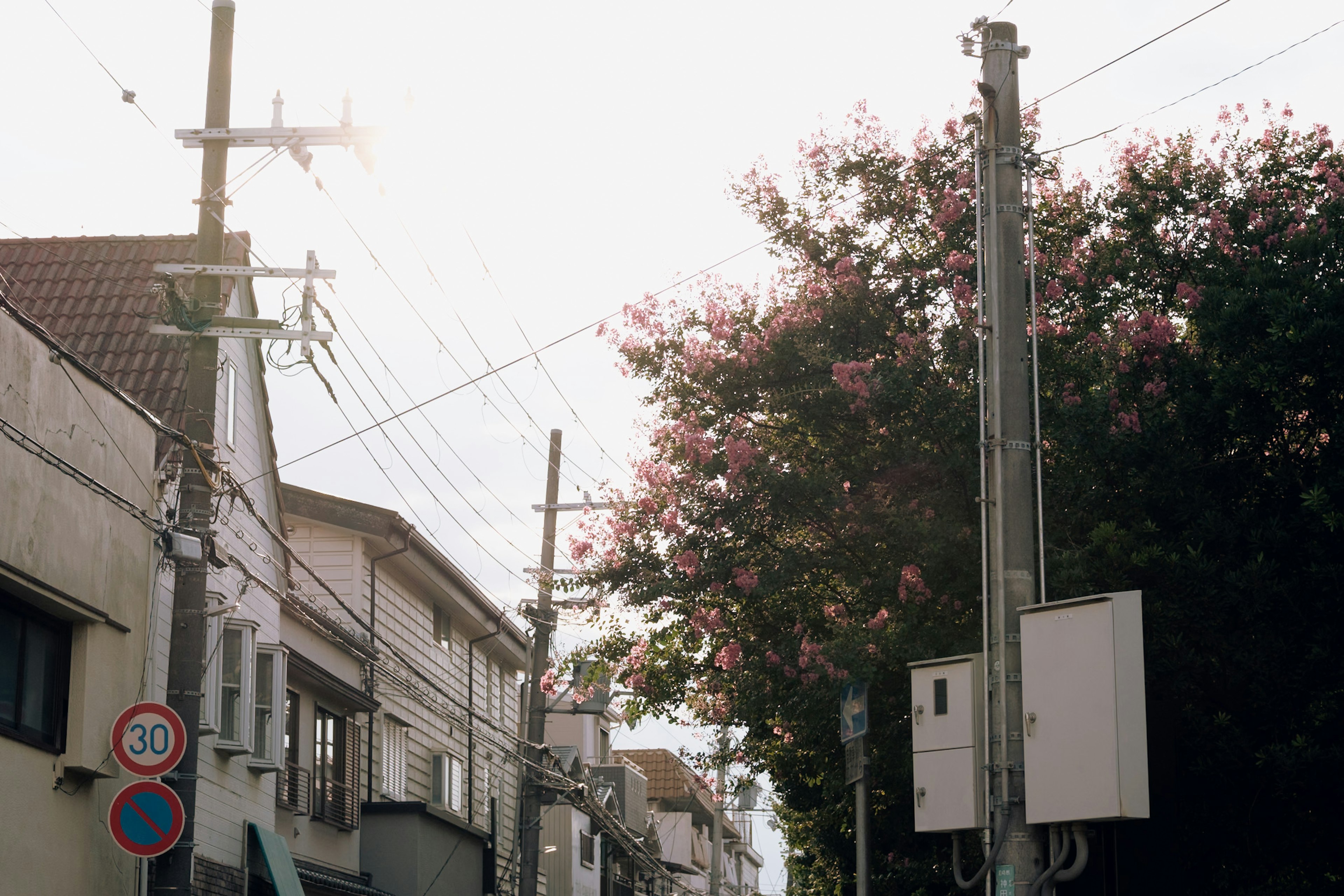 Escena de calle con postes de electricidad y árboles en flor