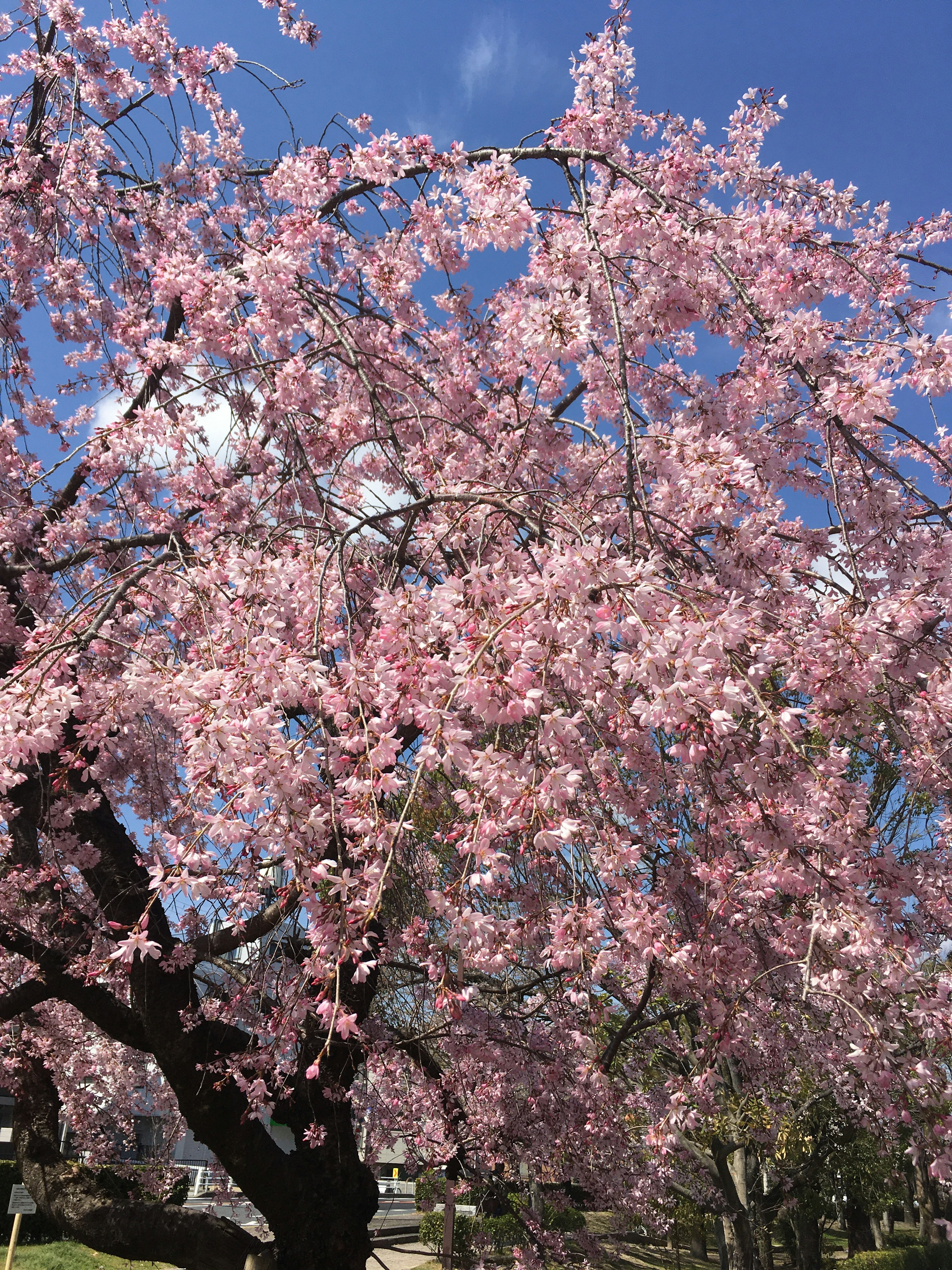 Un bellissimo albero di ciliegio in fiore sotto un cielo blu