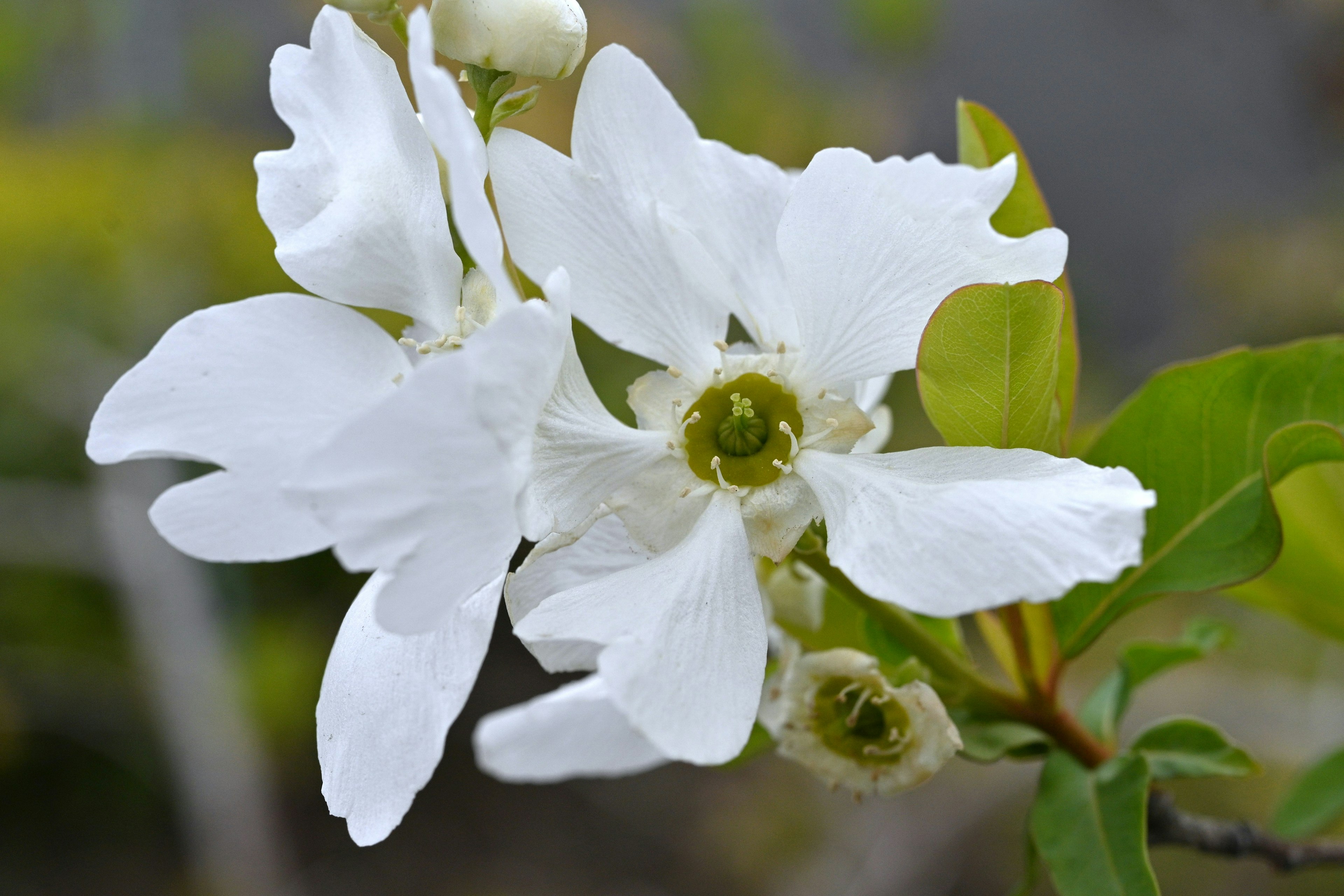 Close-up of white flowers on a branch