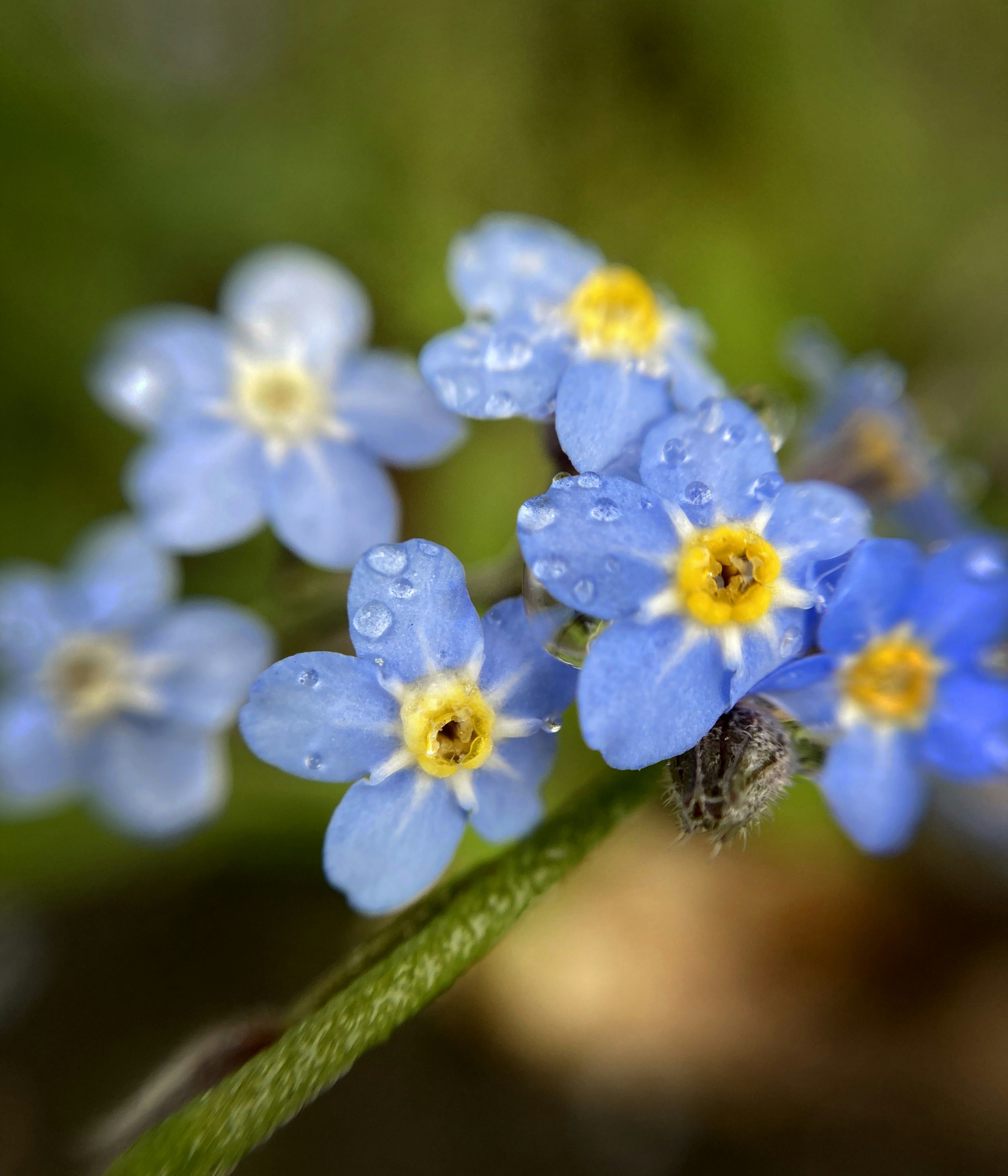 Fleurs de myosotis bleues avec des gouttes