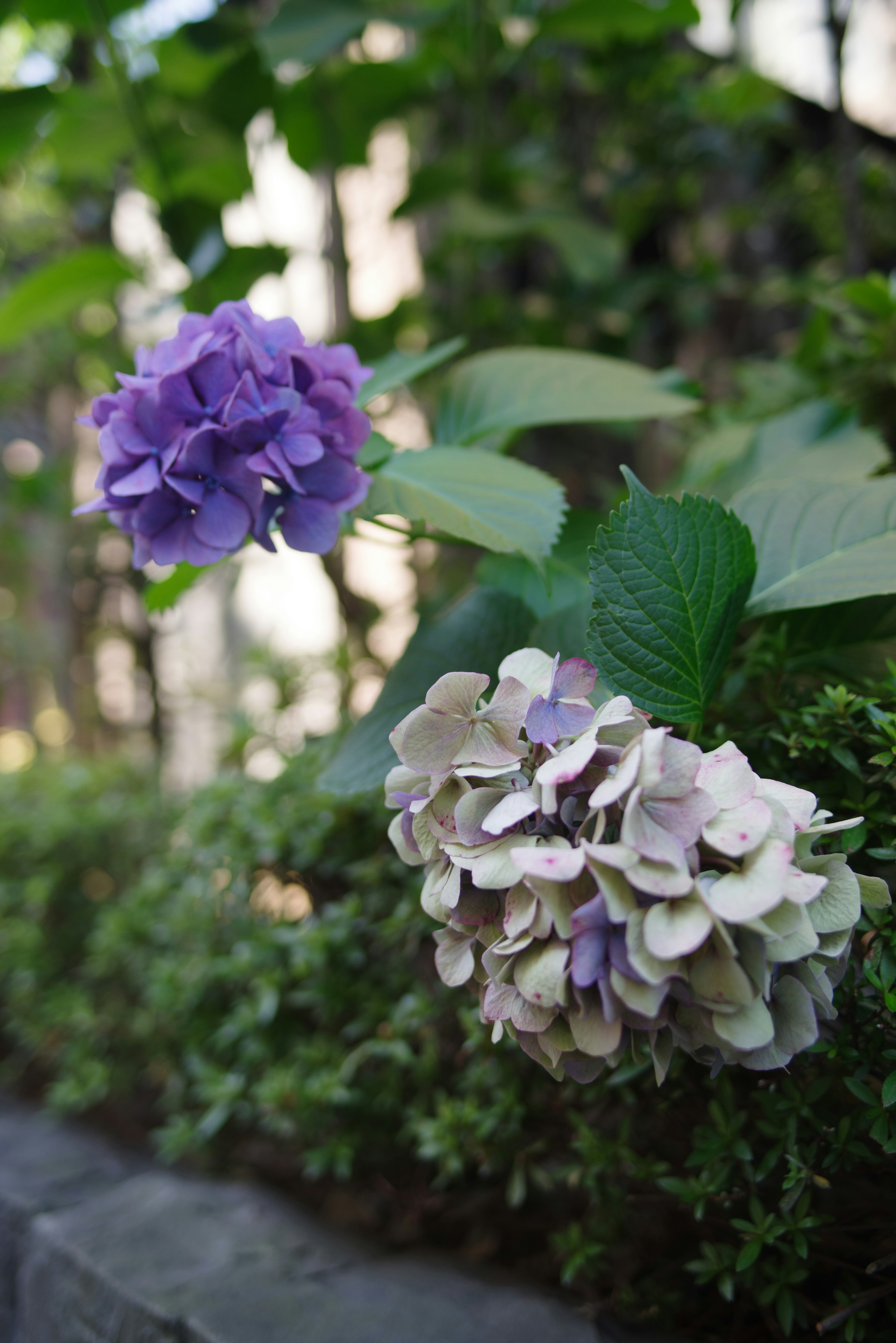 Fiori di ortensia viola e bianchi circondati da foglie verdi