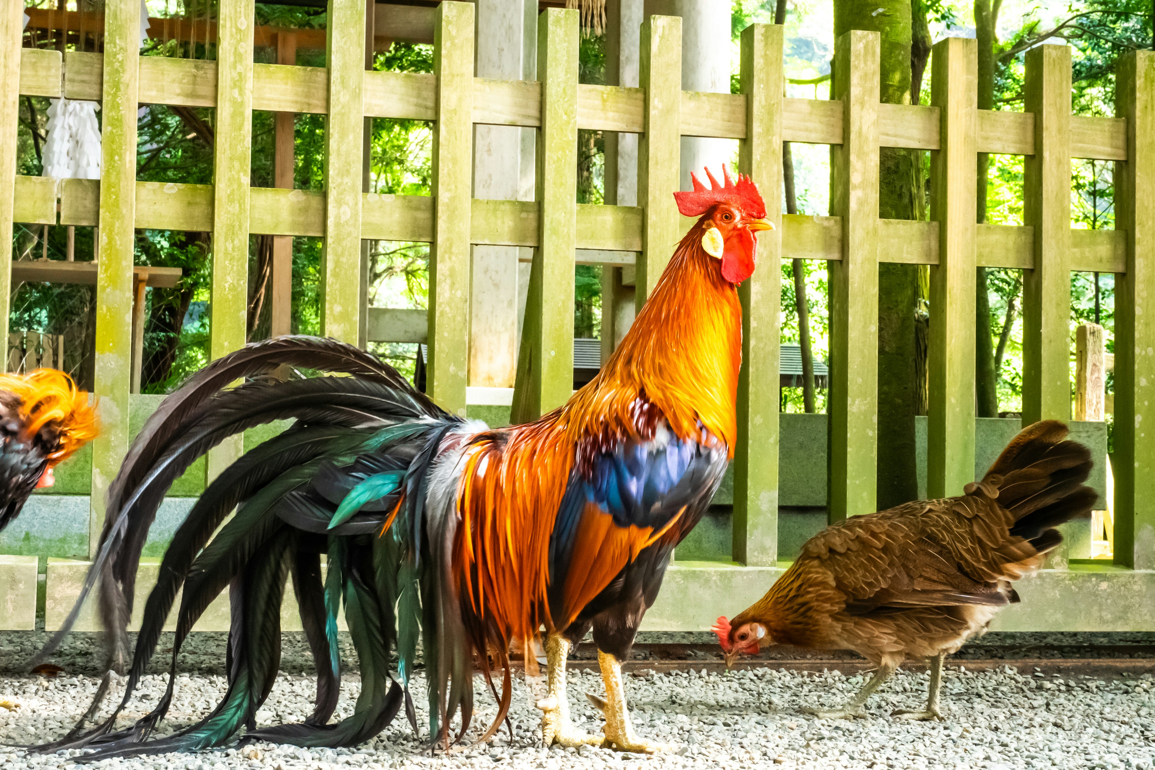 A vibrant rooster with long feathers and a hen in front of a wooden fence