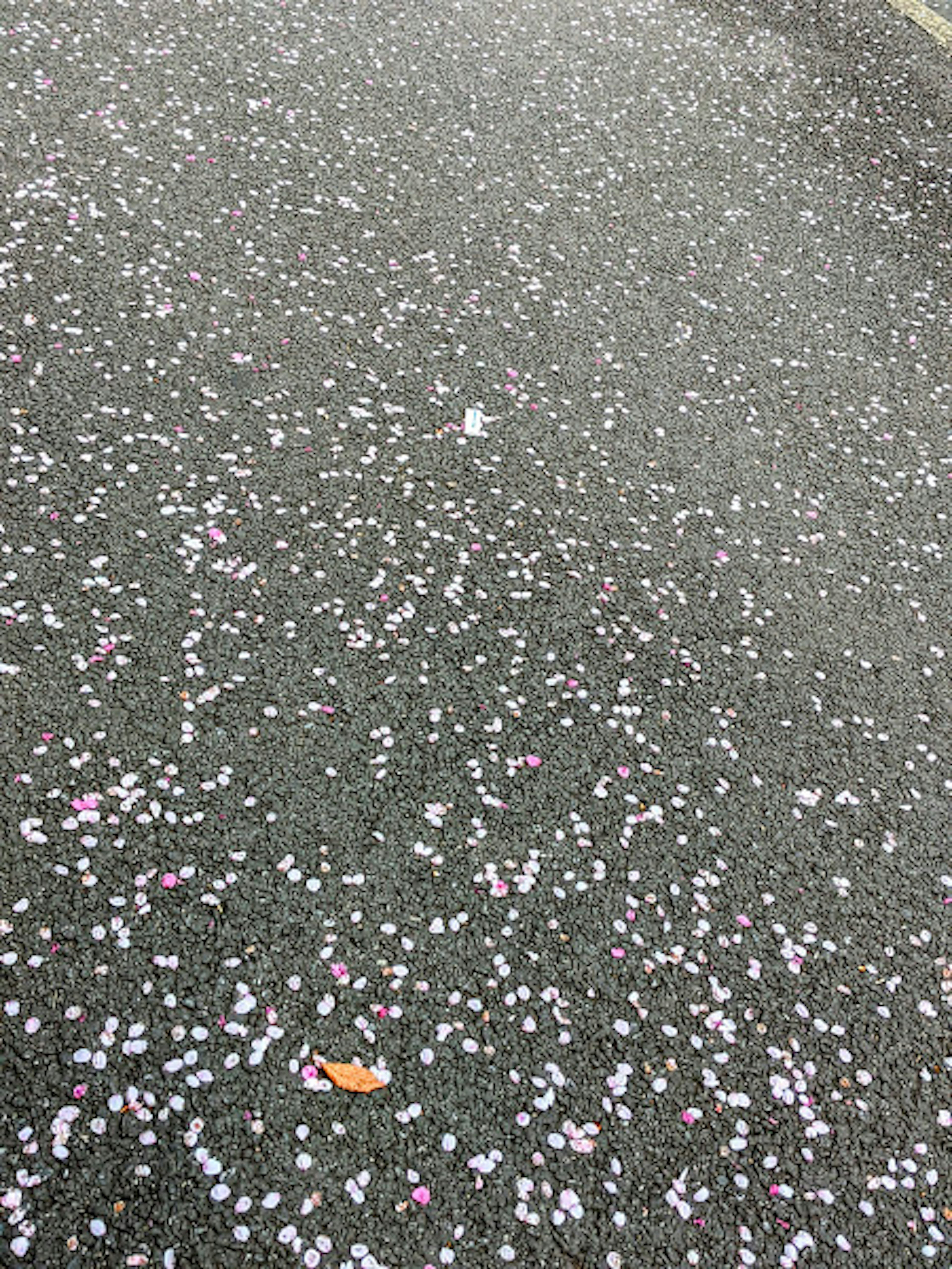 Pétales de cerisier et petites feuilles éparpillés sur le sol