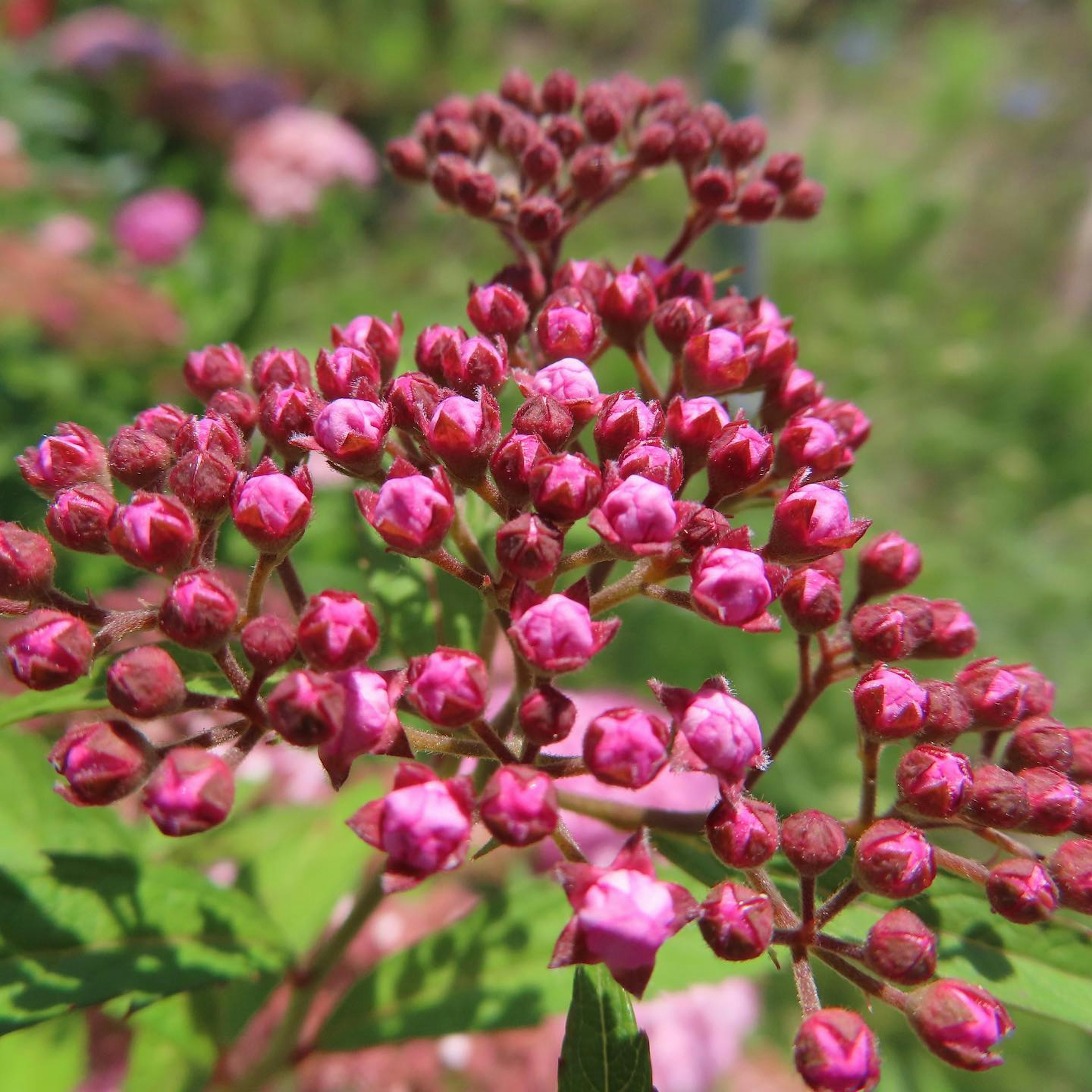 Primo piano di gemme di fiori rosa vivaci raggruppati