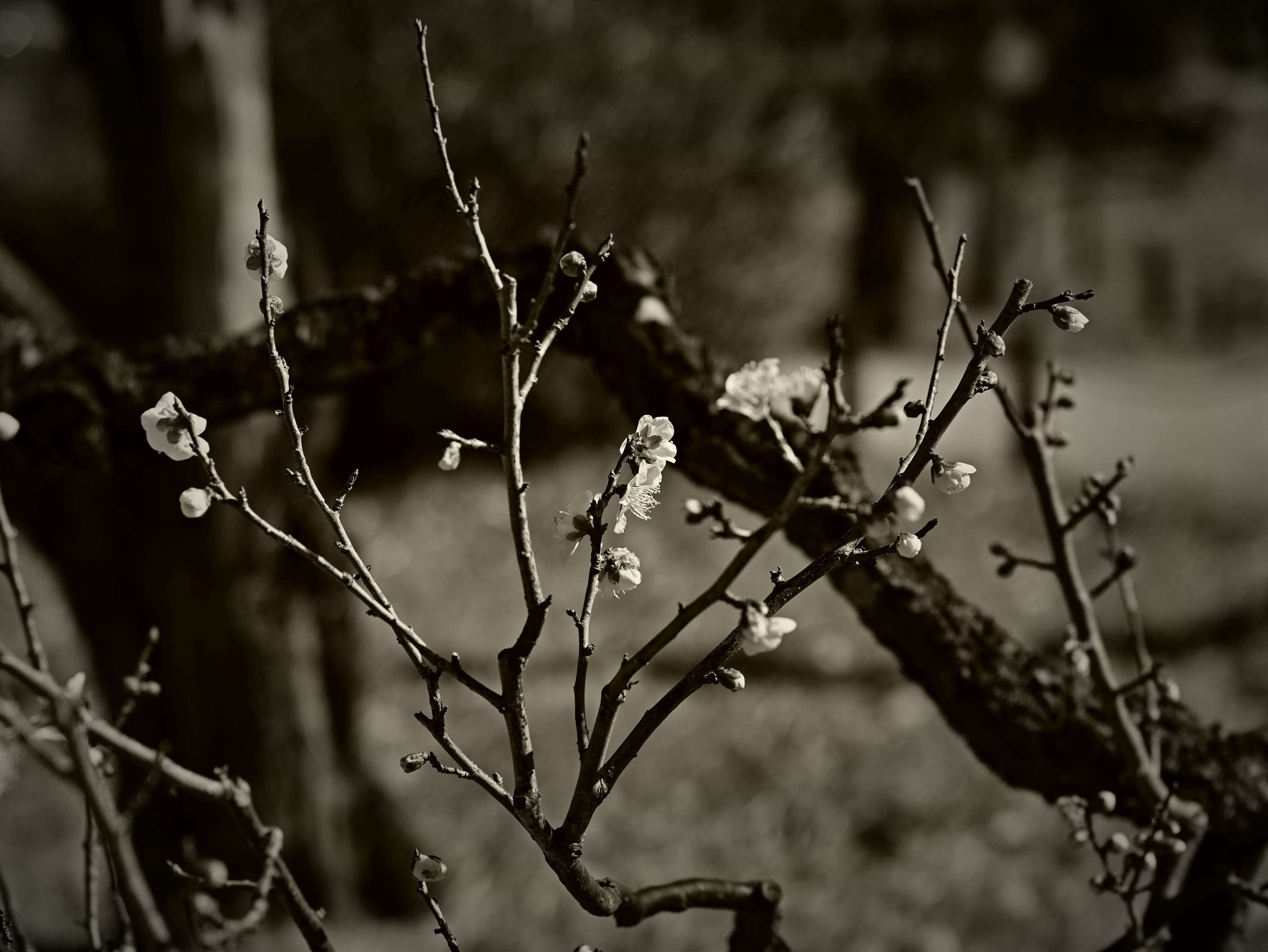 Small flowers and branches in black and white background