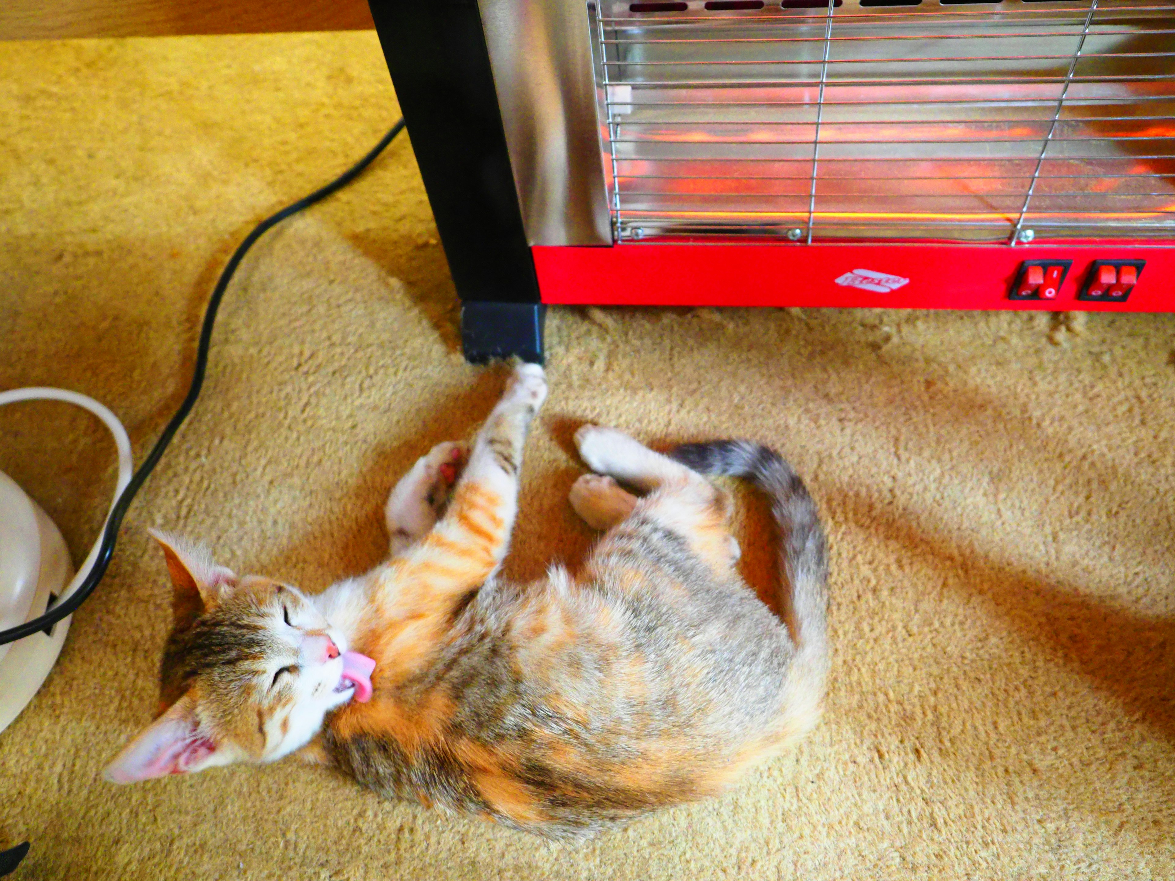 Calico cat lounging near a heater