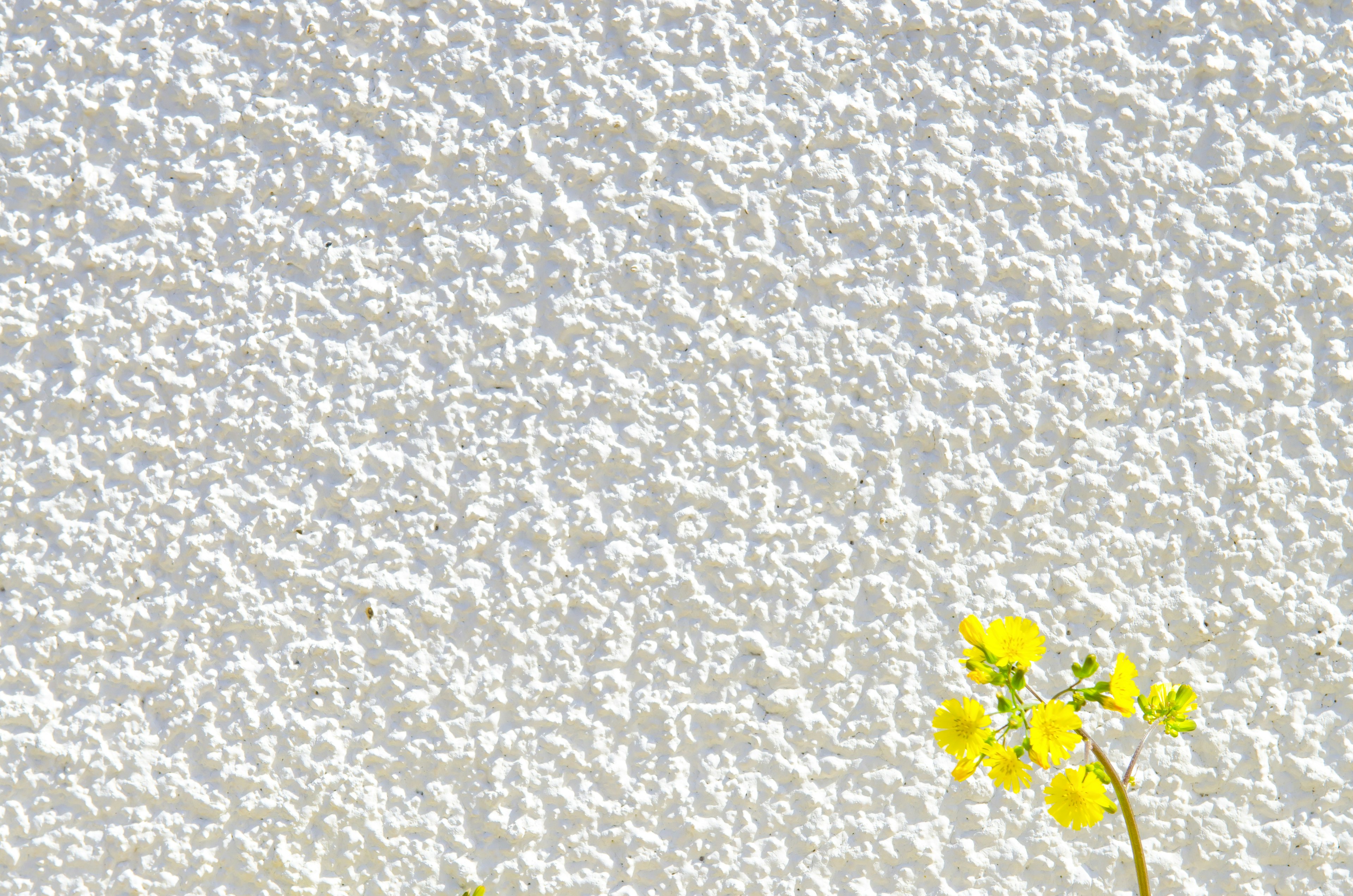 Yellow flower in front of textured white wall